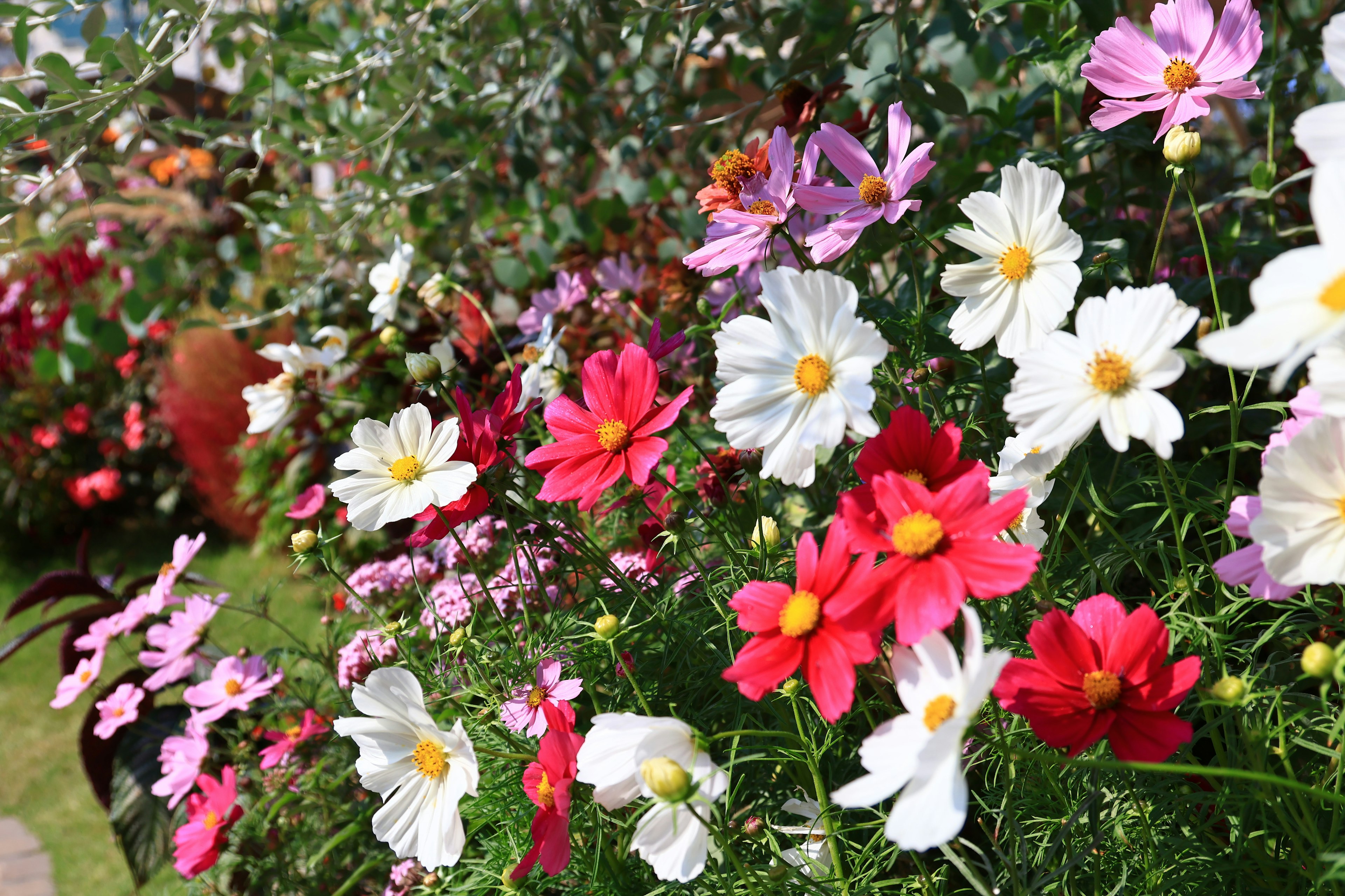 Eine lebendige Landschaft mit blühenden Blumen in verschiedenen Farben