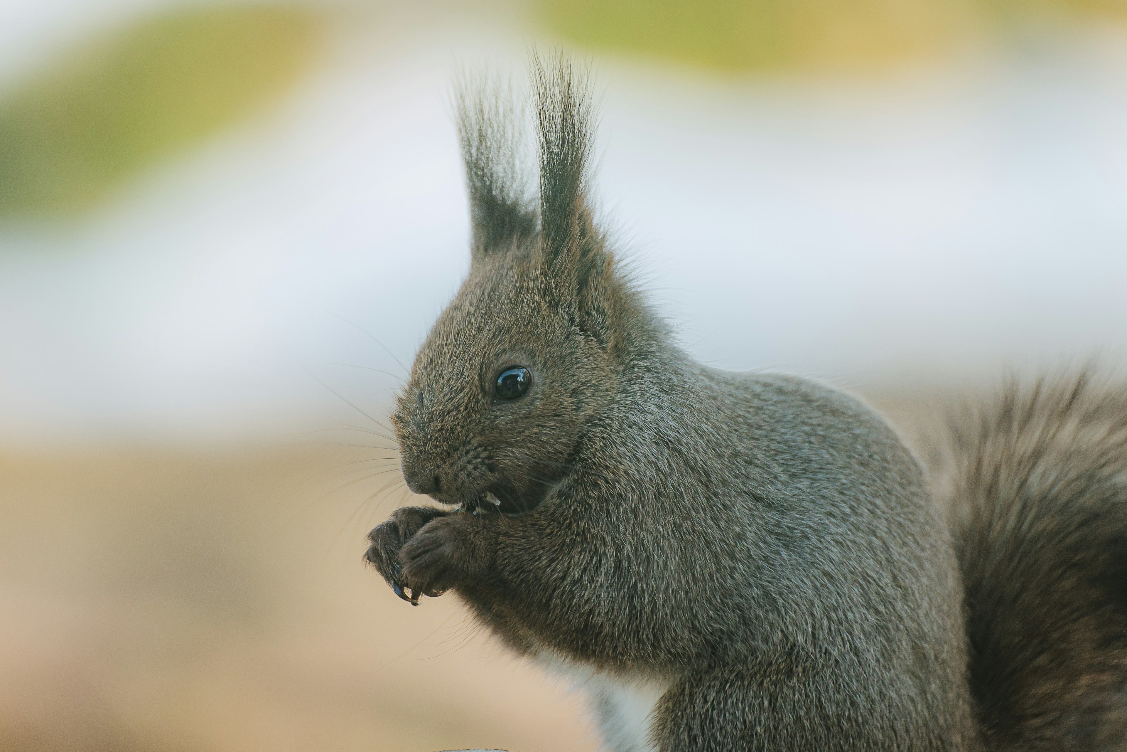 Gray squirrel holding food with a blurred background