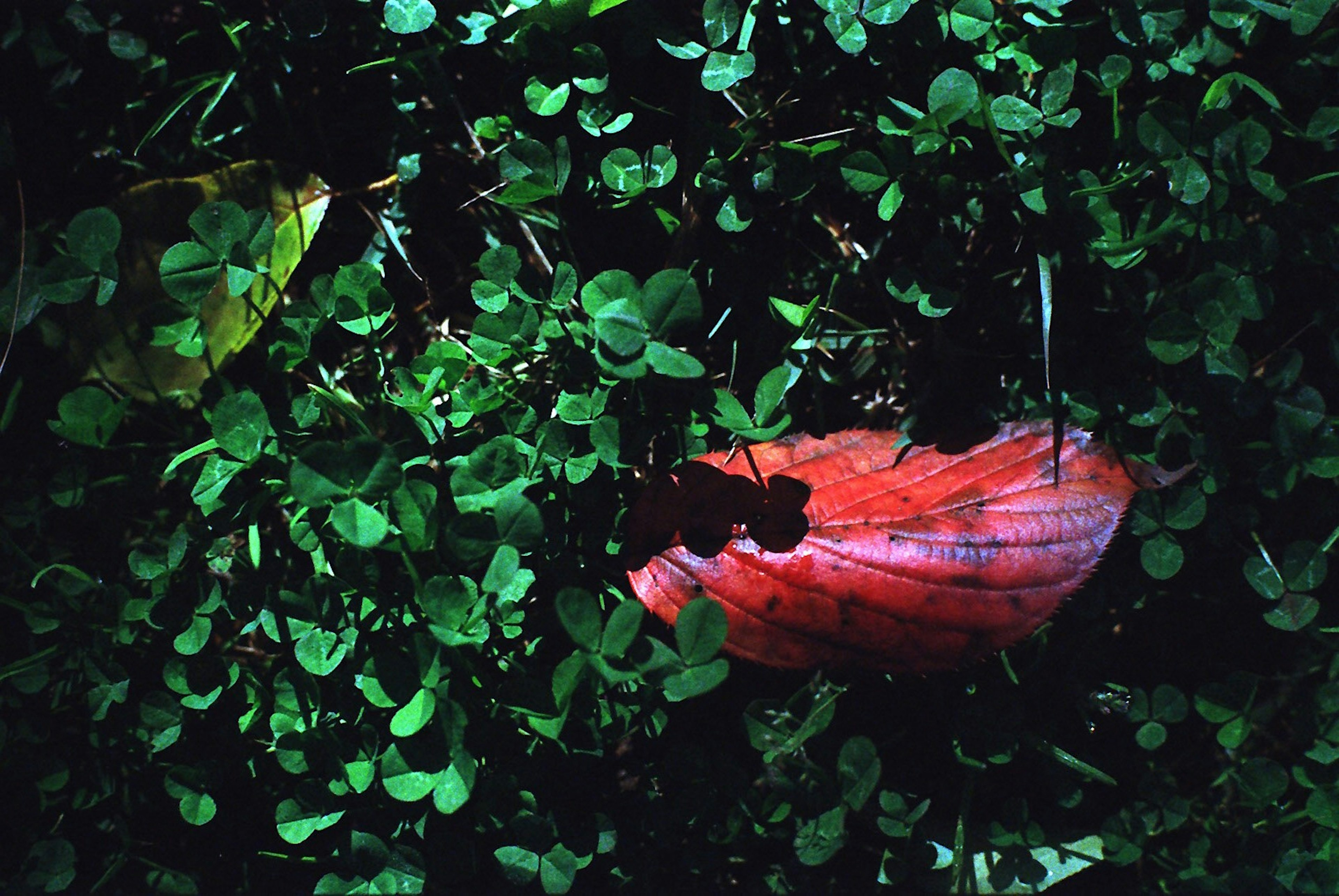 Una hoja roja vibrante en medio del trébol verde exuberante