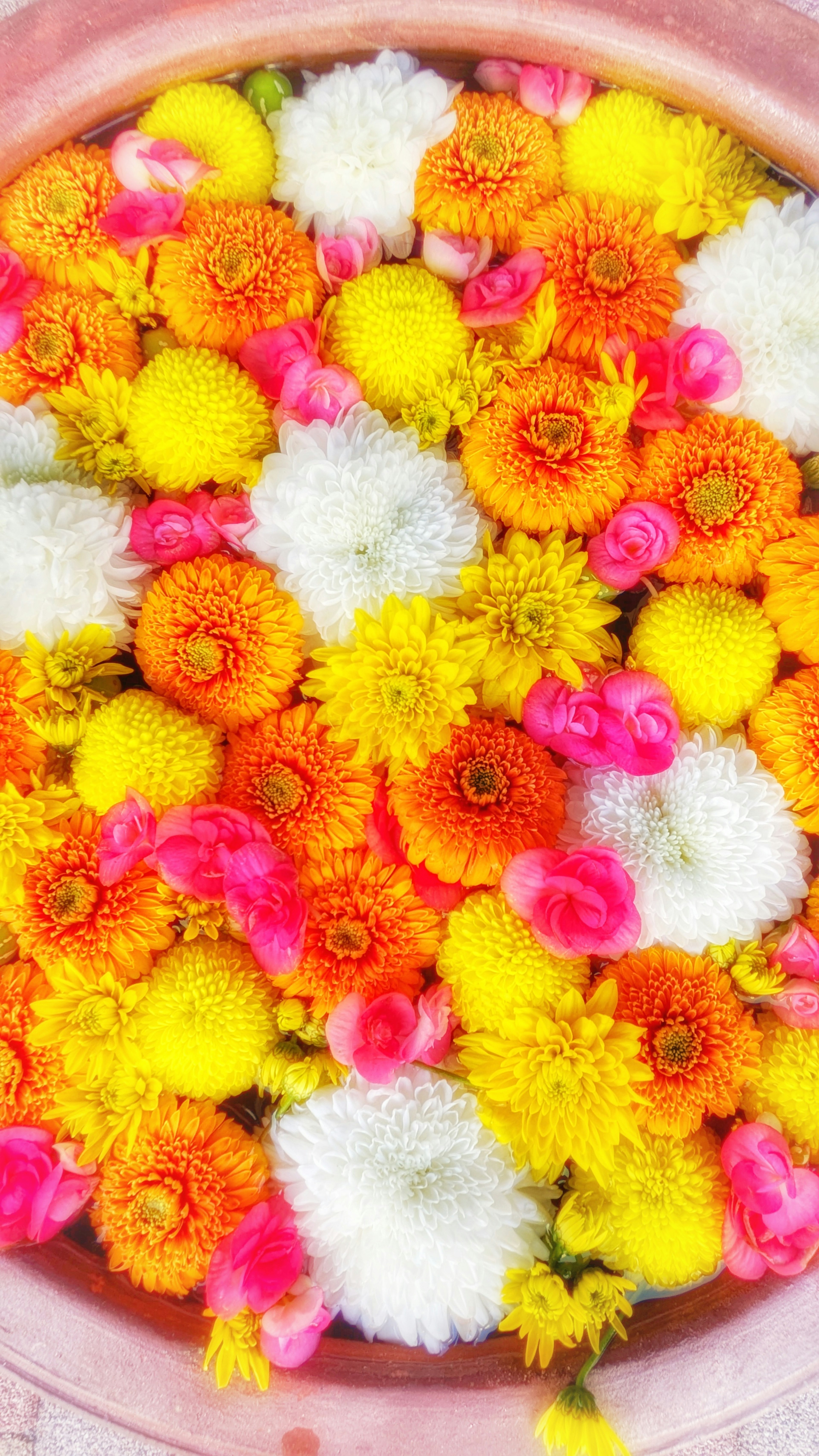 Une variété vibrante de fleurs colorées flottant sur l'eau