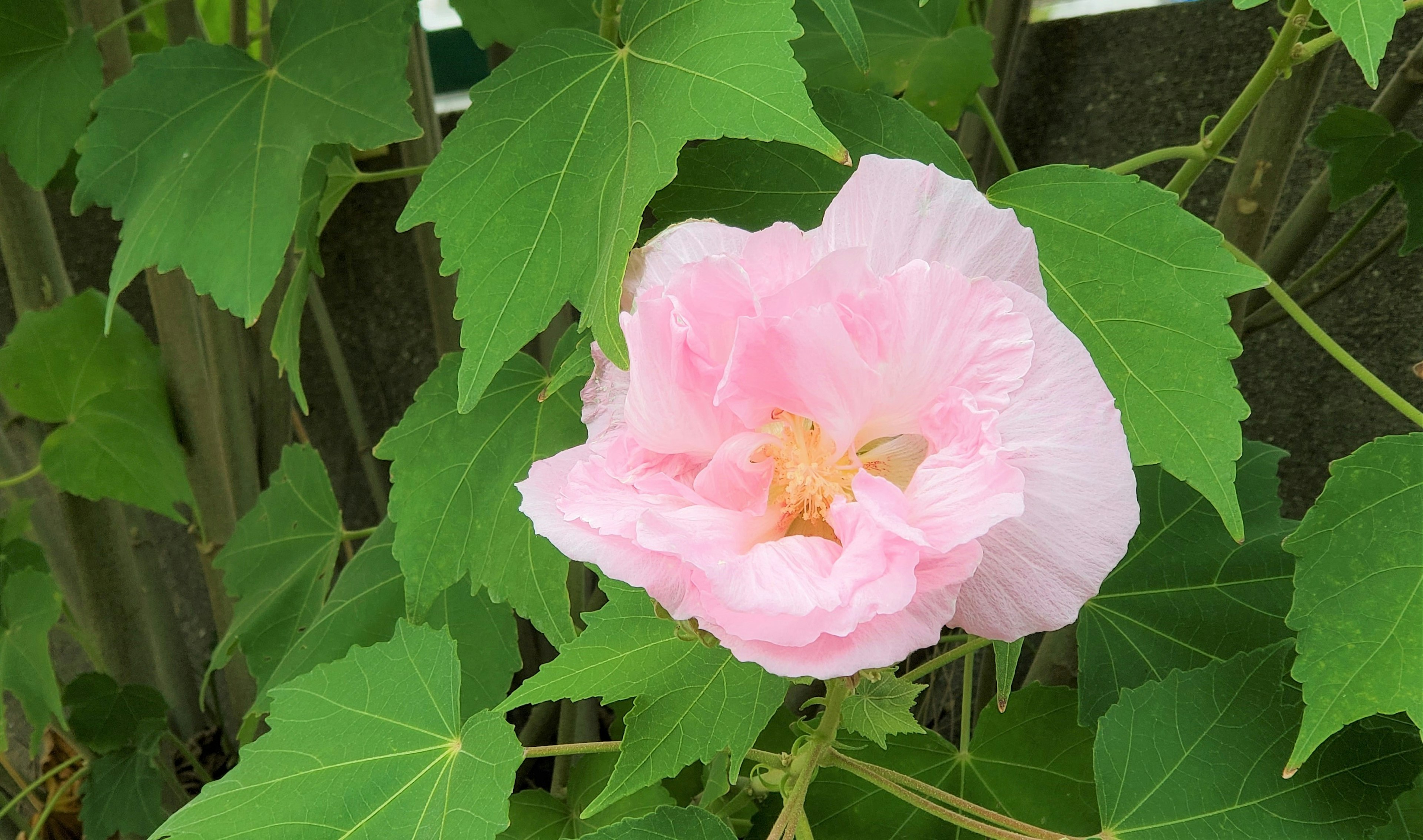 A pale pink flower surrounded by green leaves