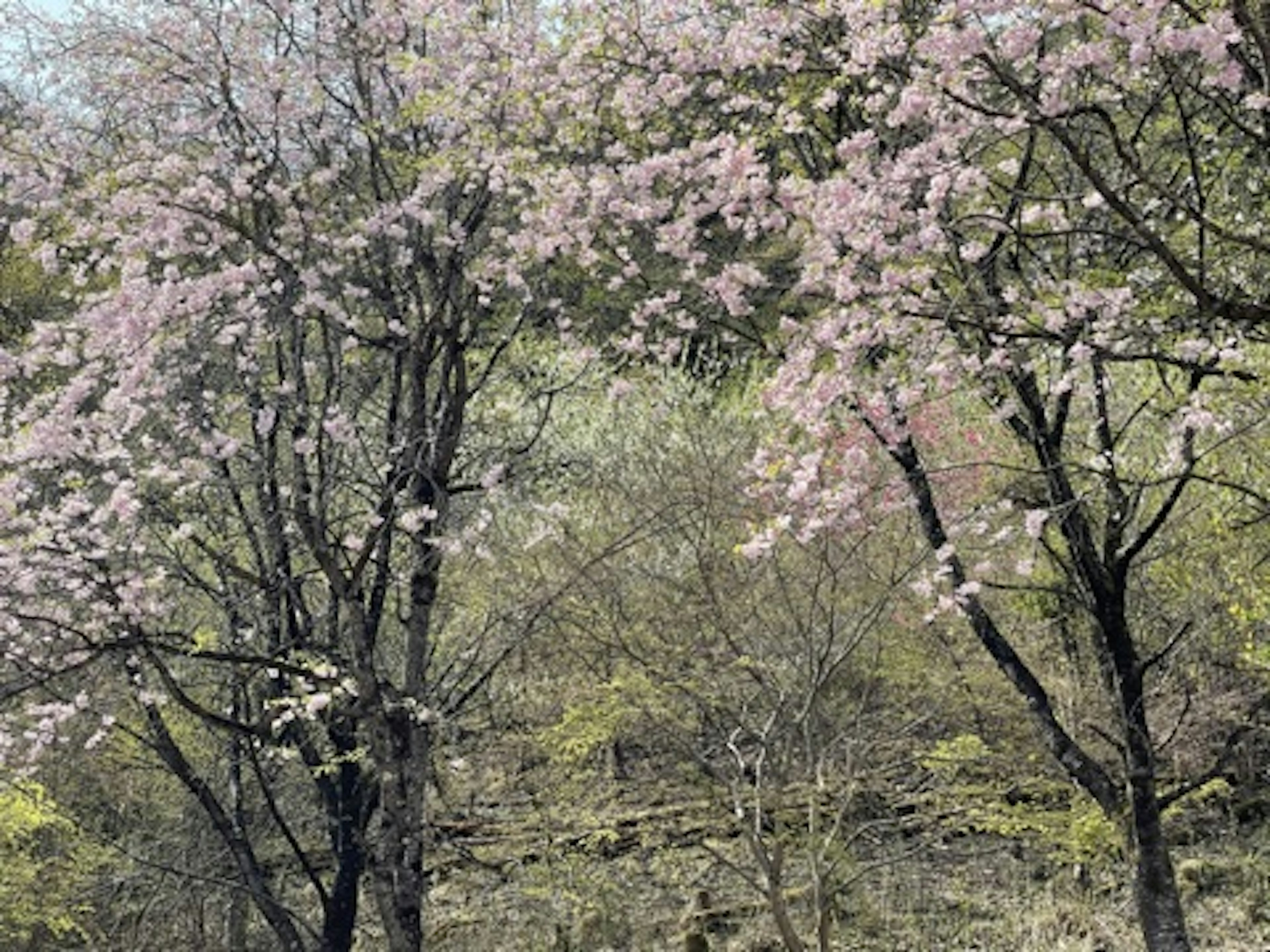 A landscape featuring blooming cherry blossom trees