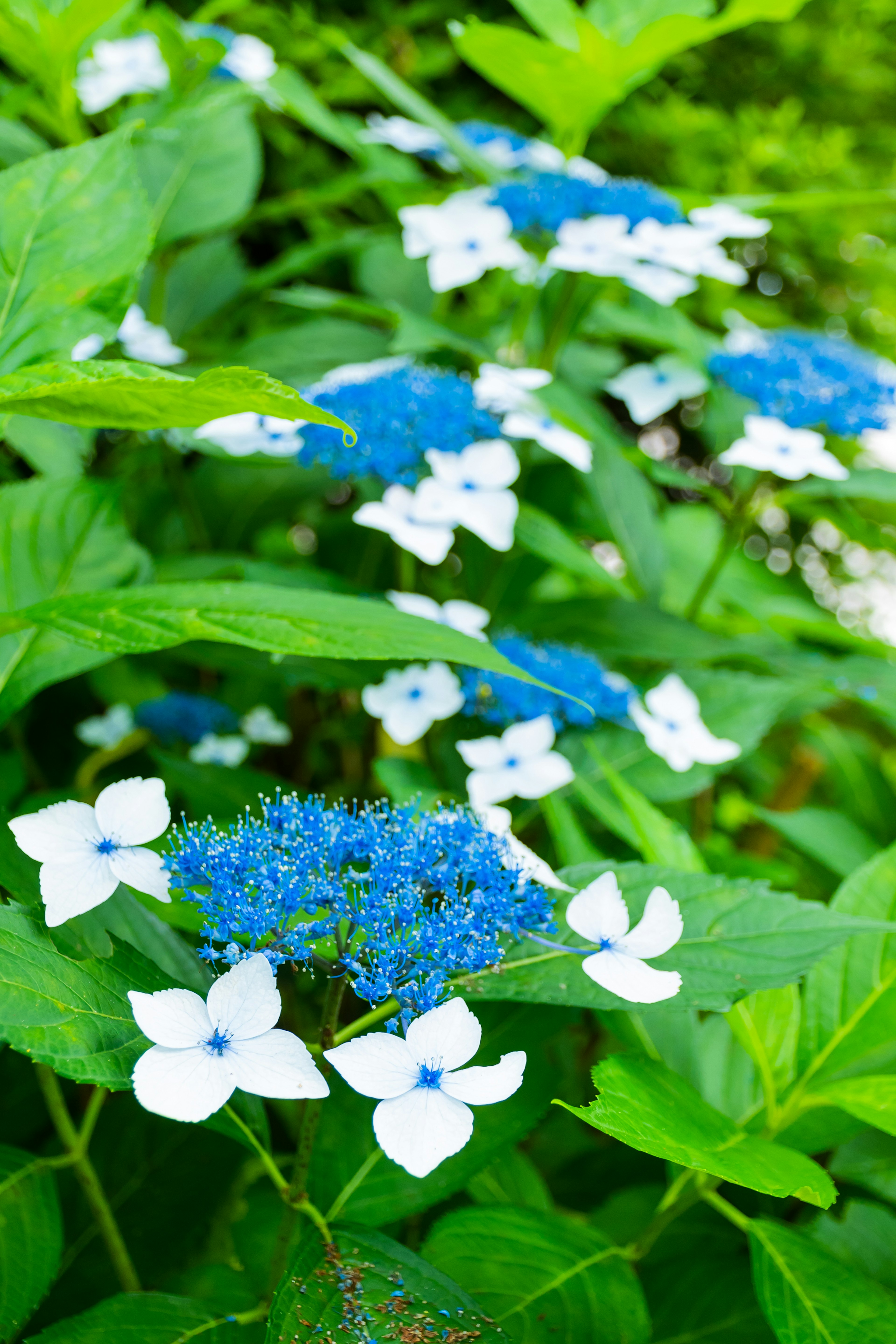 Nahaufnahme von lebhaftem grünem Laub mit blauen und weißen Blumen