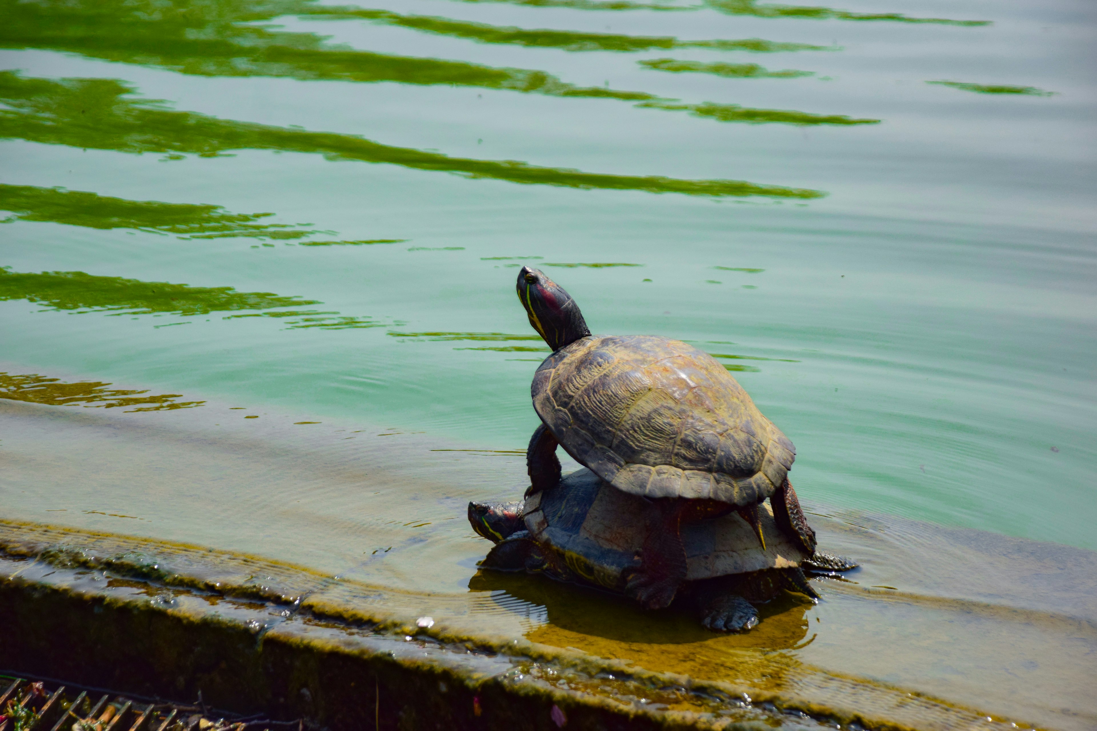 Zwei Schildkröten am Wasser