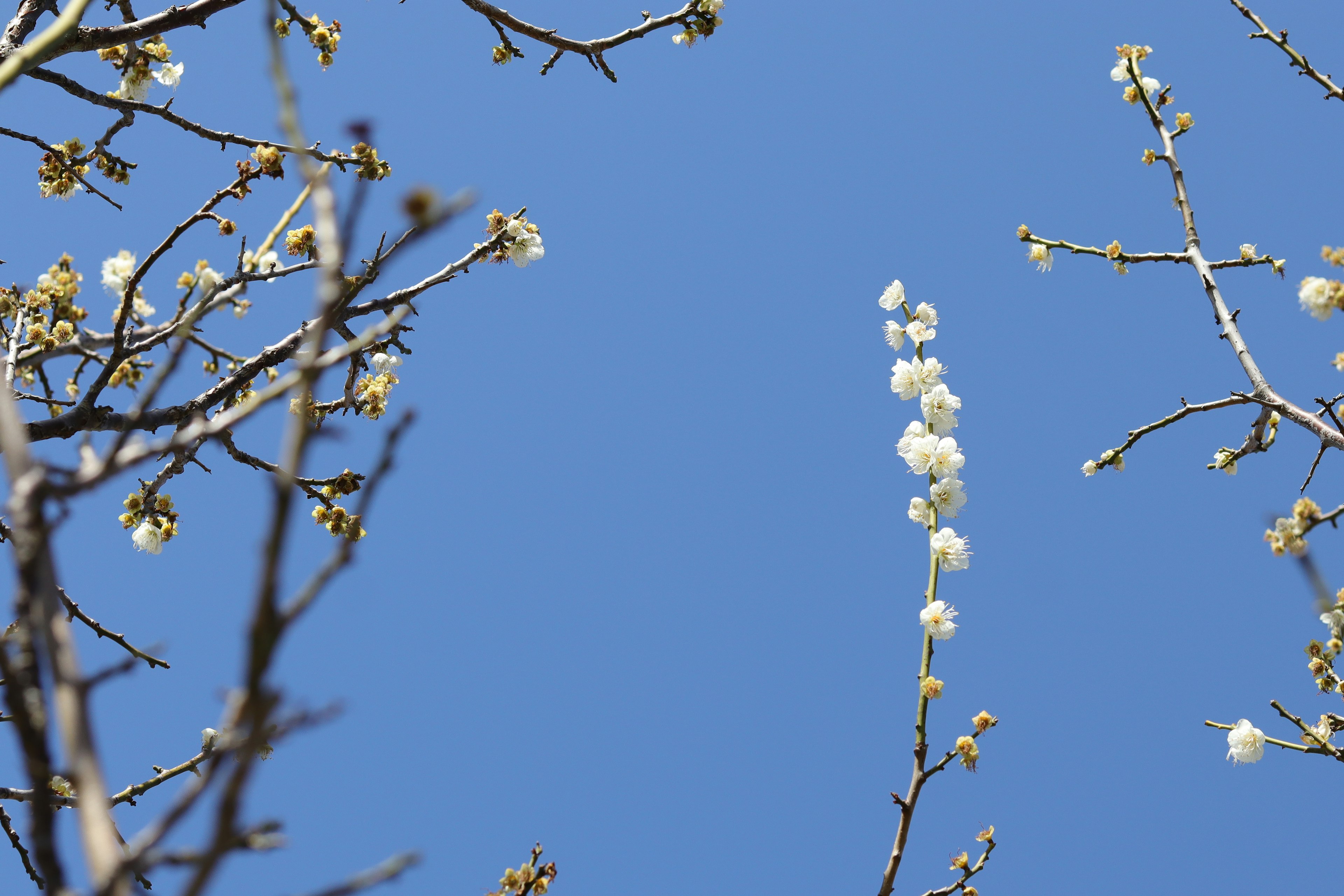 Fleurs blanches épanouies sous un ciel bleu clair avec des branches nues