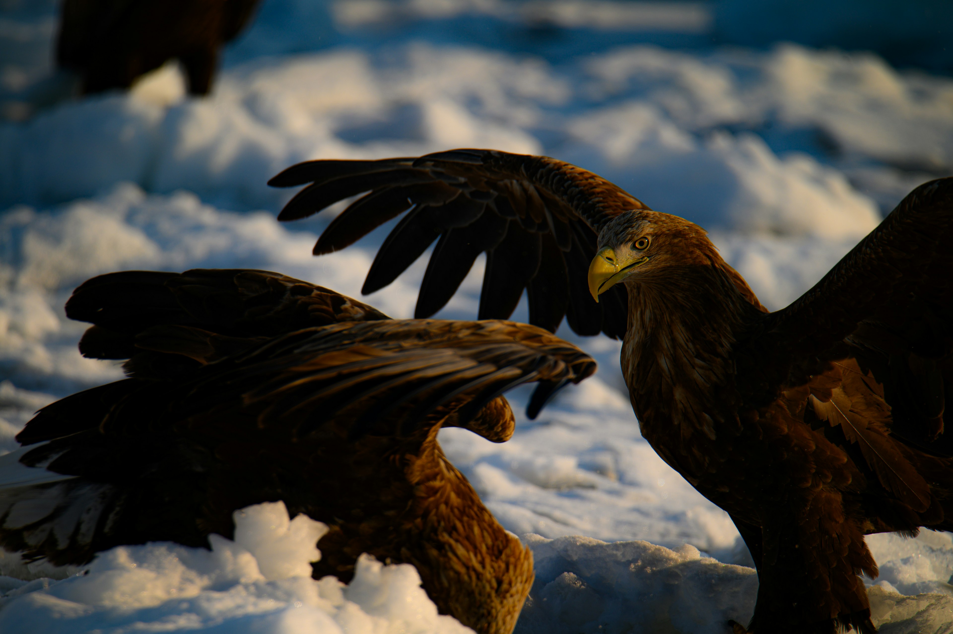 Two eagles battling on the snow with dramatic wings spread