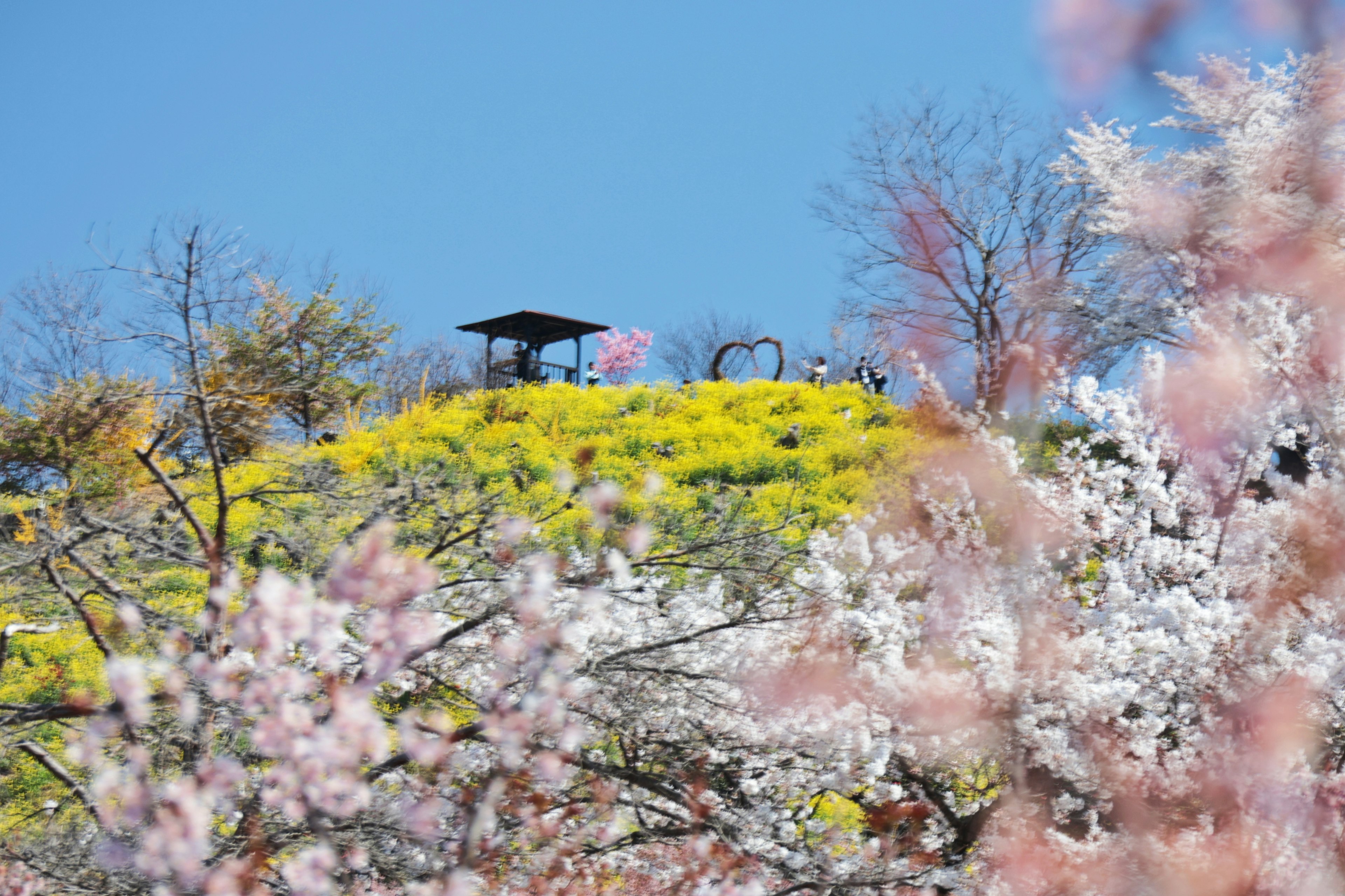 Scenic view of cherry blossoms and rapeseed flowers under a blue sky with a structure in the background