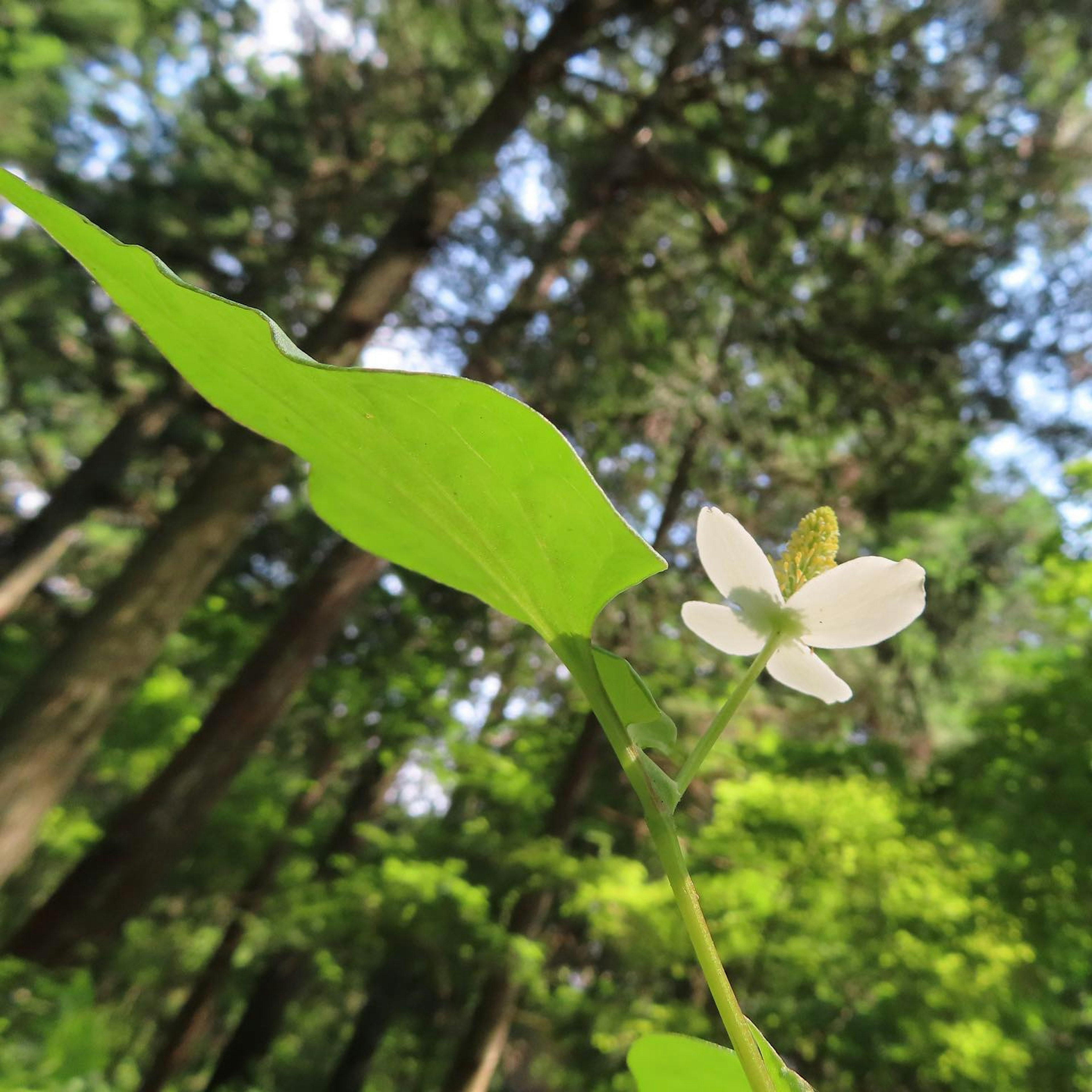 Eine Pflanze mit grünen Blättern und einer weißen Blüte in einem Waldgebiet