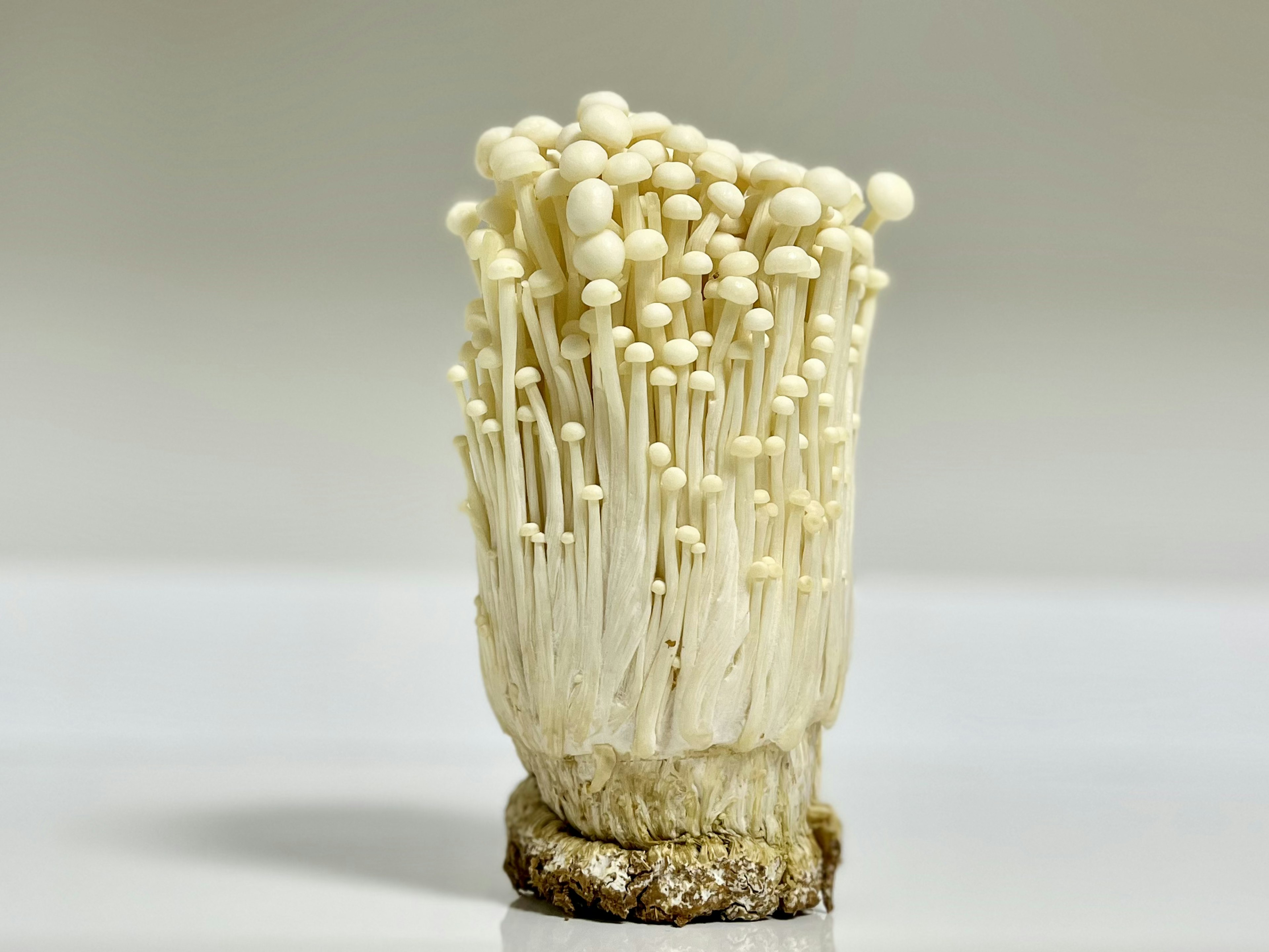 A cluster of white enoki mushrooms standing upright from the base