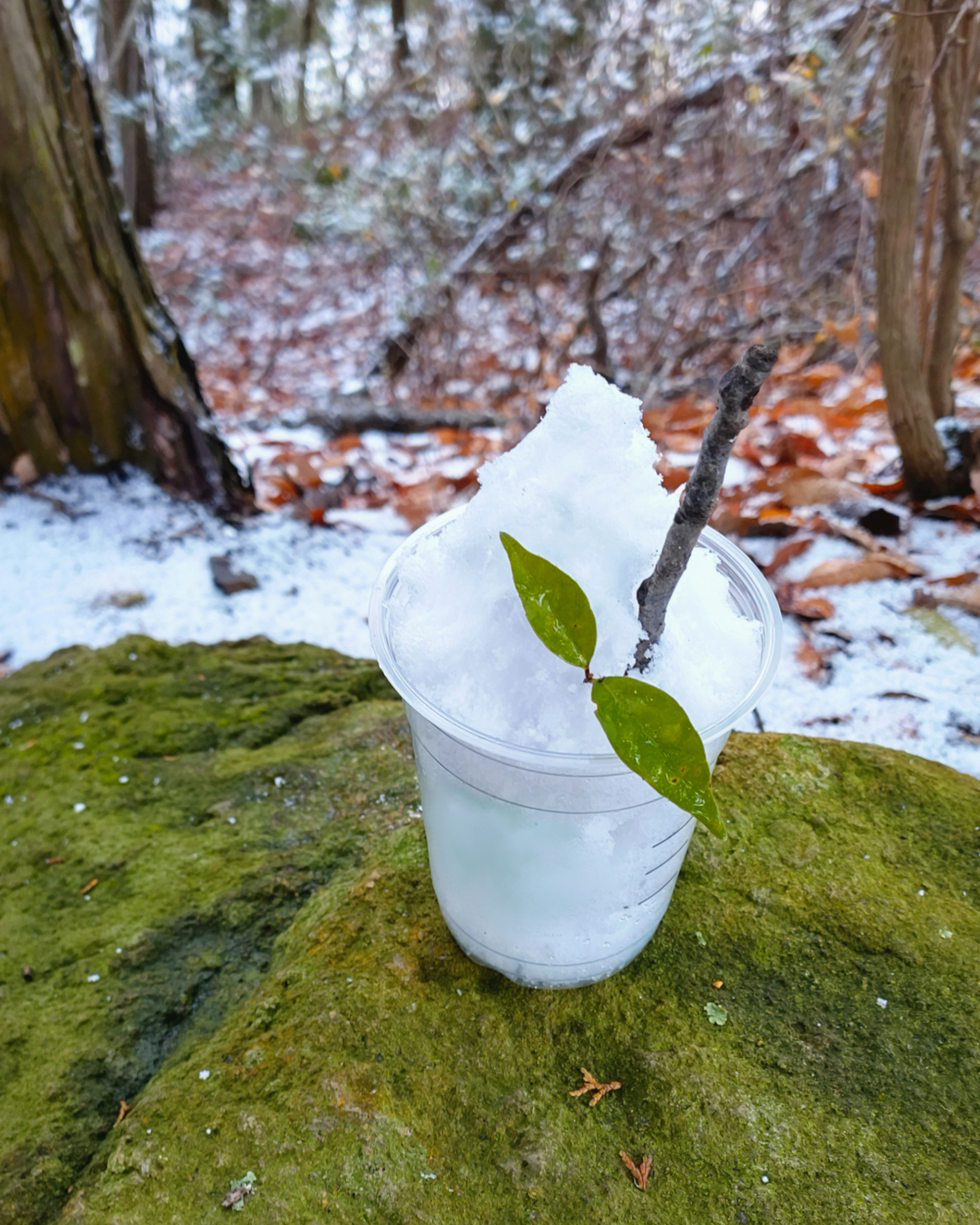 Bicchiere trasparente riempito di neve con un rametto e foglie posato su una roccia