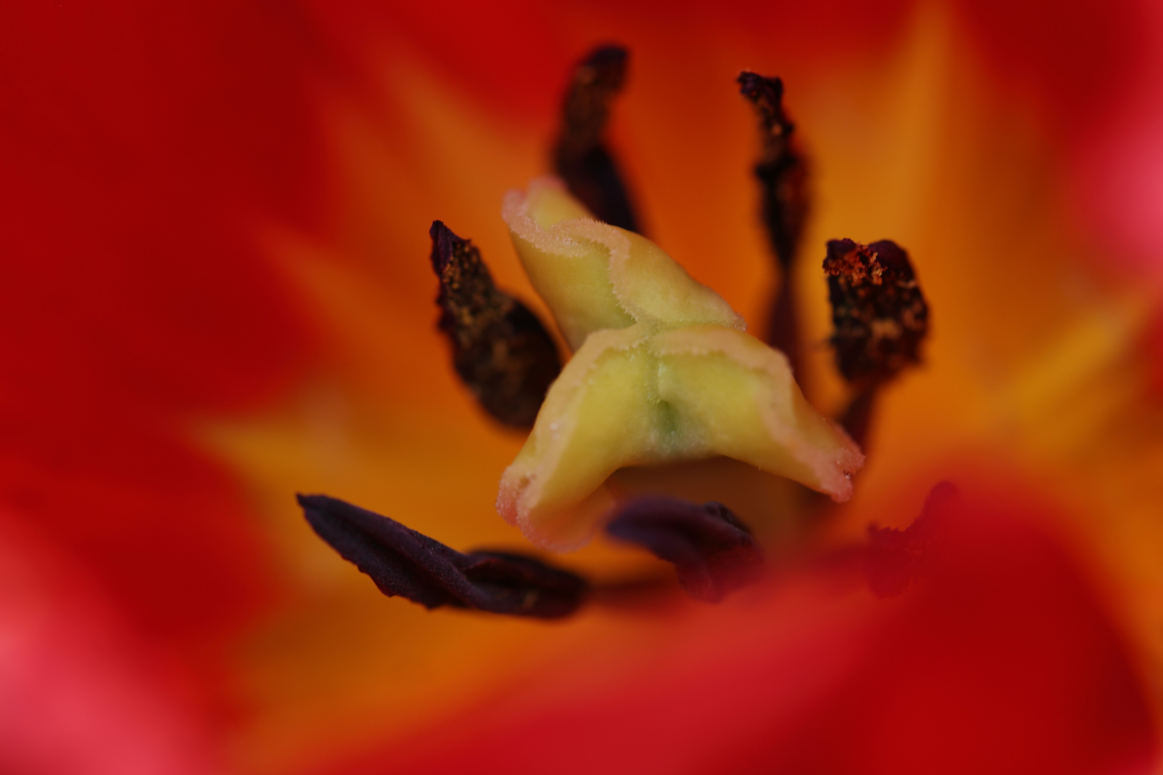 Close-up of the center of a red tulip showing yellow and black pollen