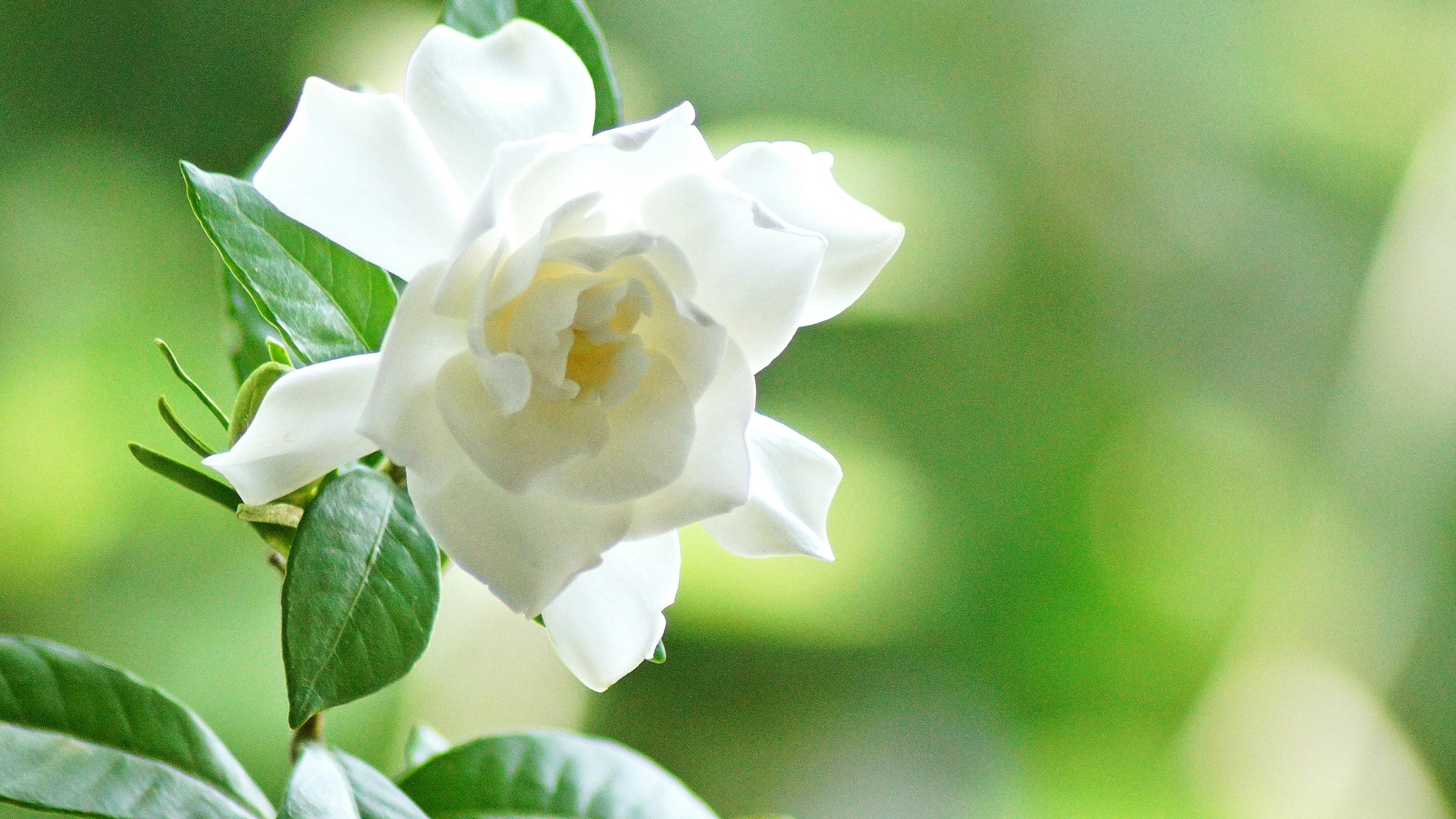 Flor blanca con hojas verdes y fondo suave