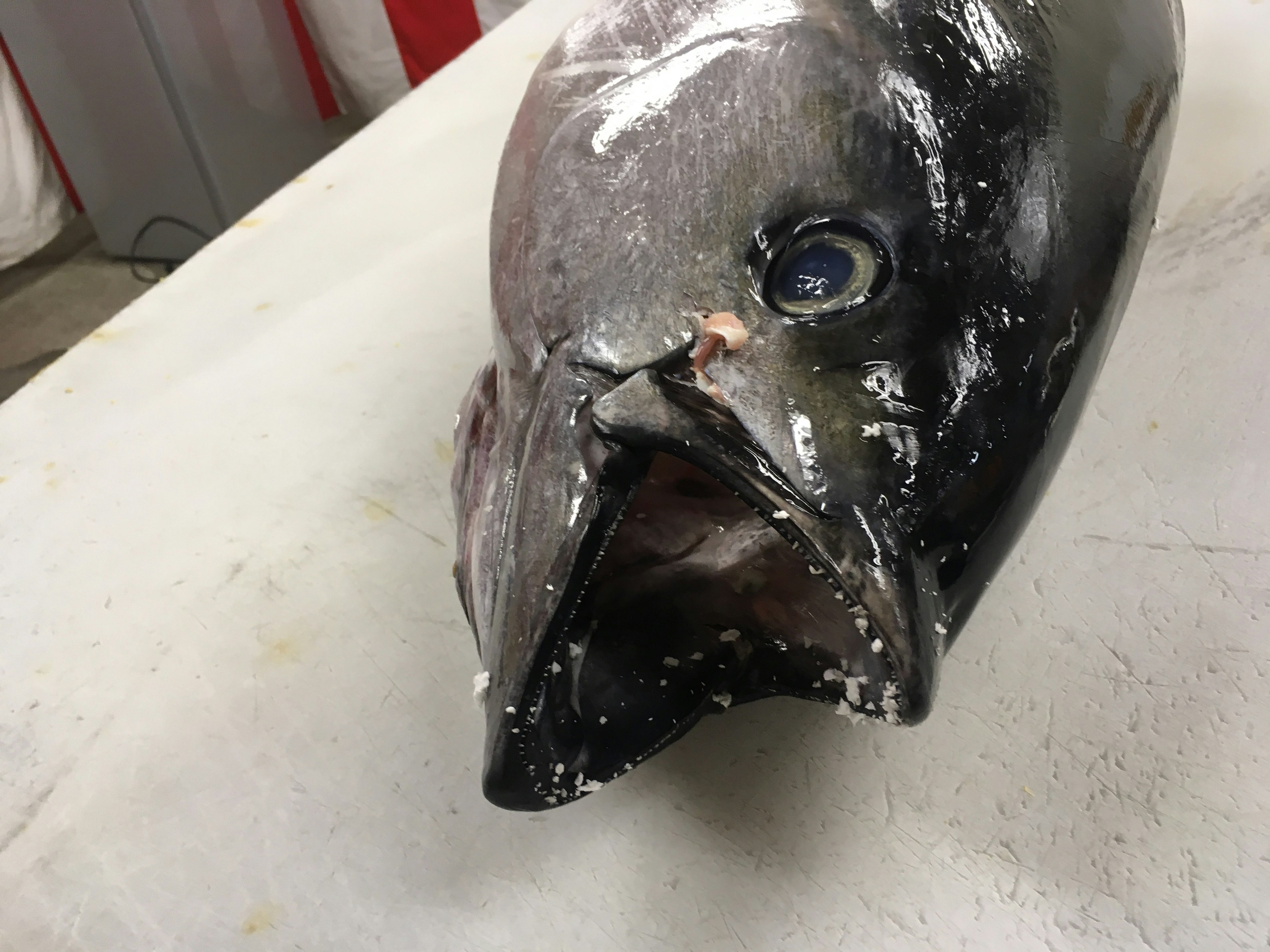 A fish head displayed on a table with shiny scales