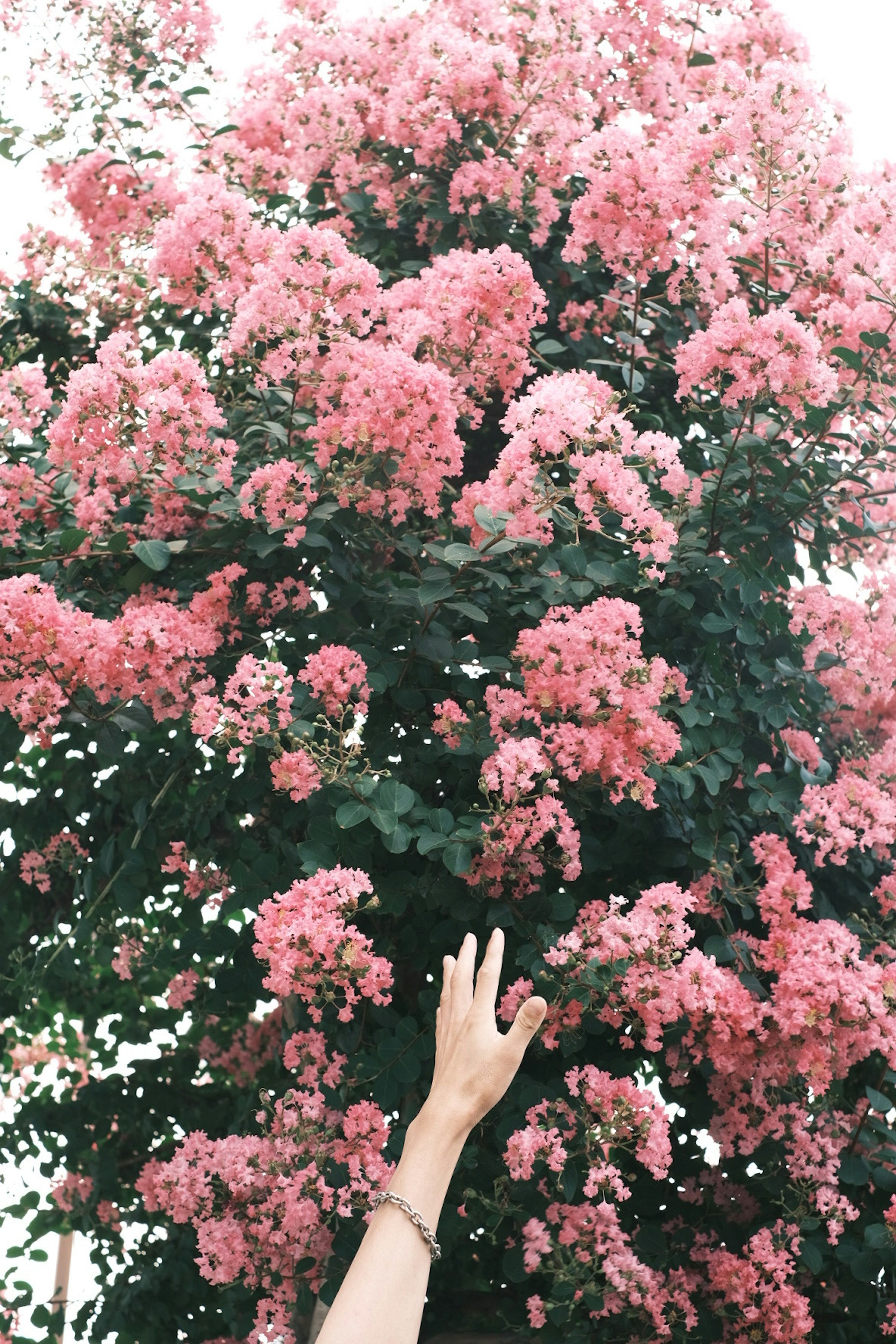 A hand reaching for a blooming pink flower tree