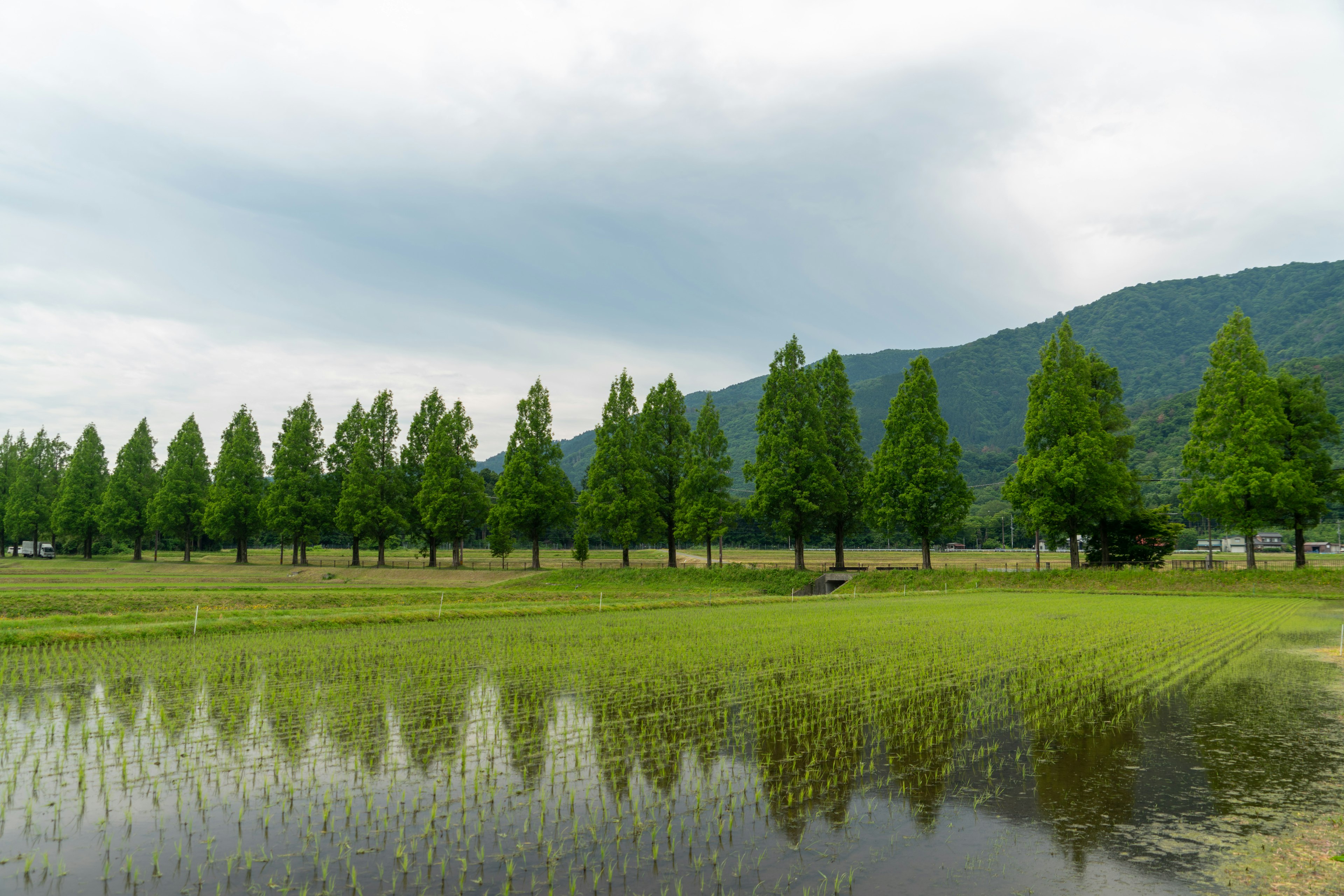 Landscape of green rice fields with rows of trees and their reflections