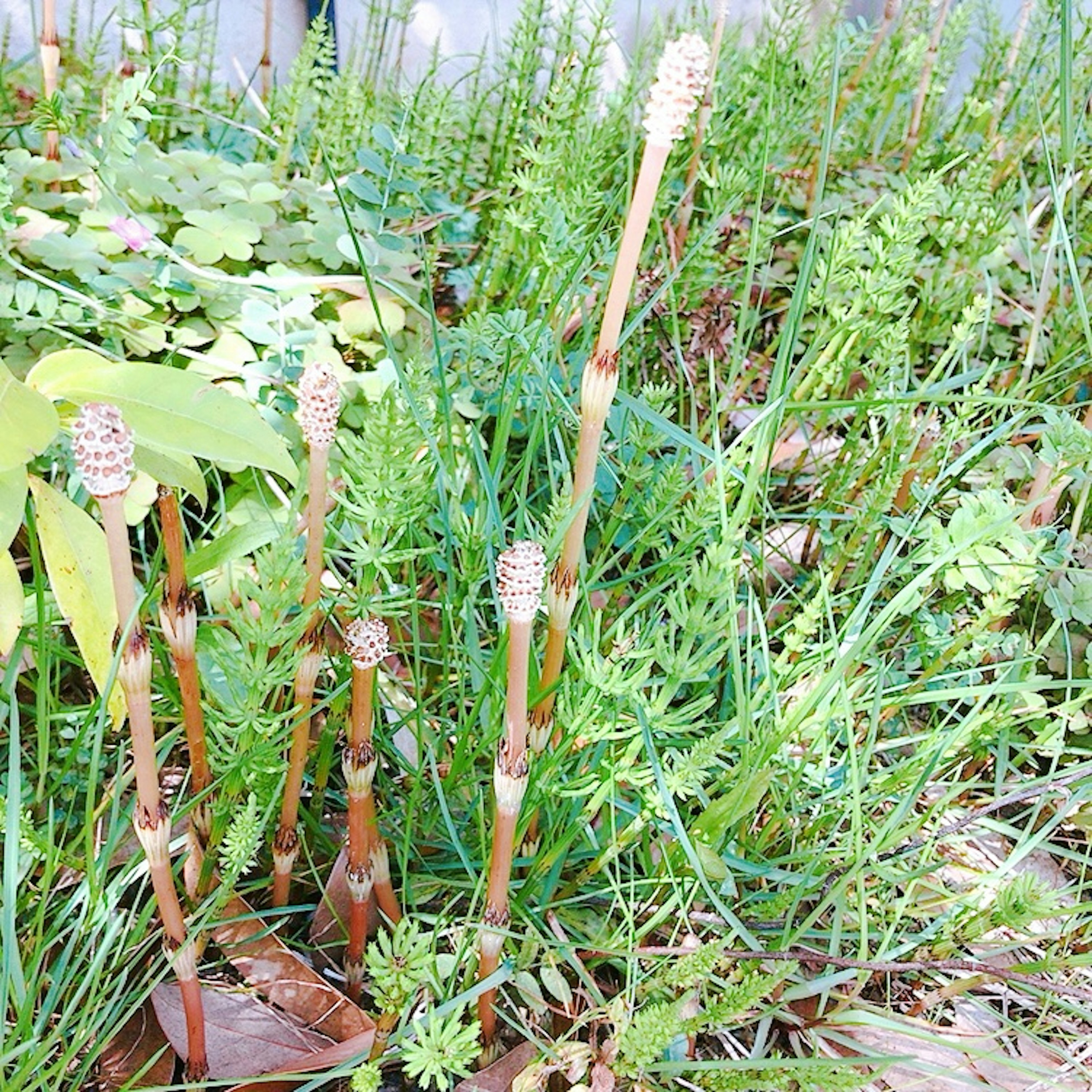 Group of slender plants growing among grass