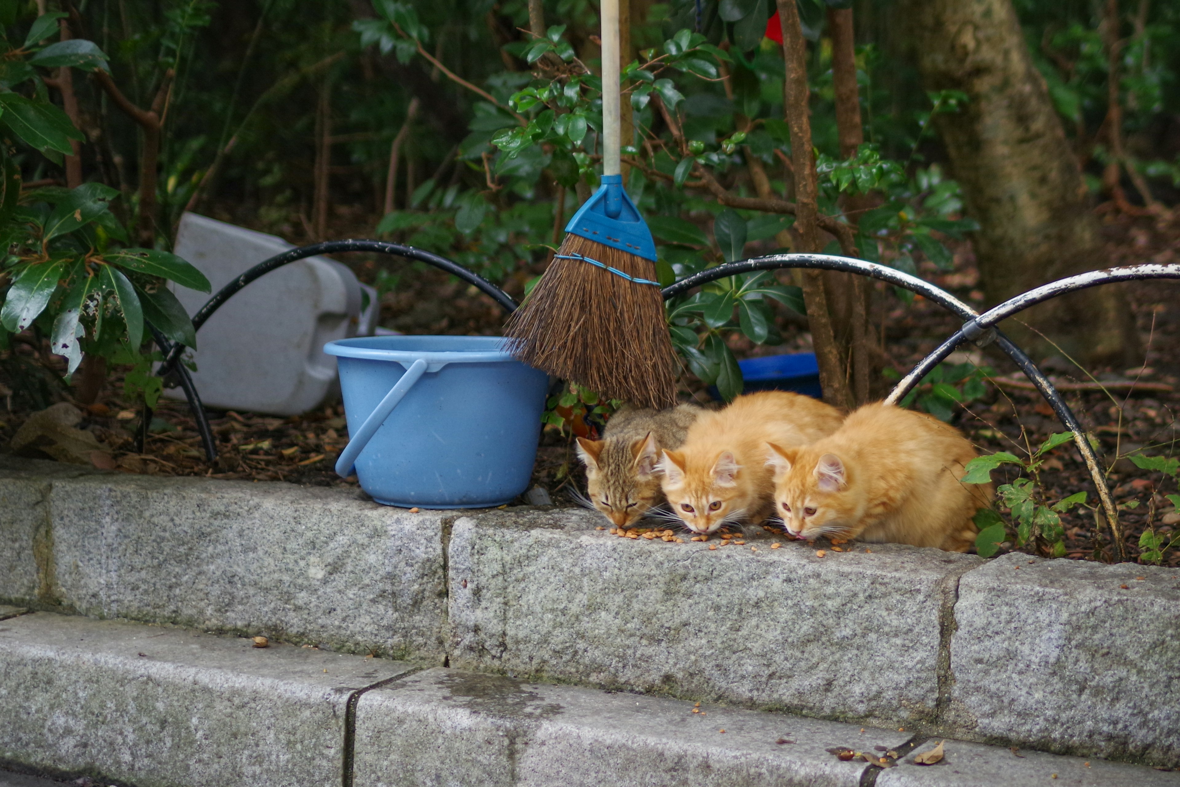 Trois chatons orange assis sur une bordure en pierre avec des outils de nettoyage et de la verdure en arrière-plan