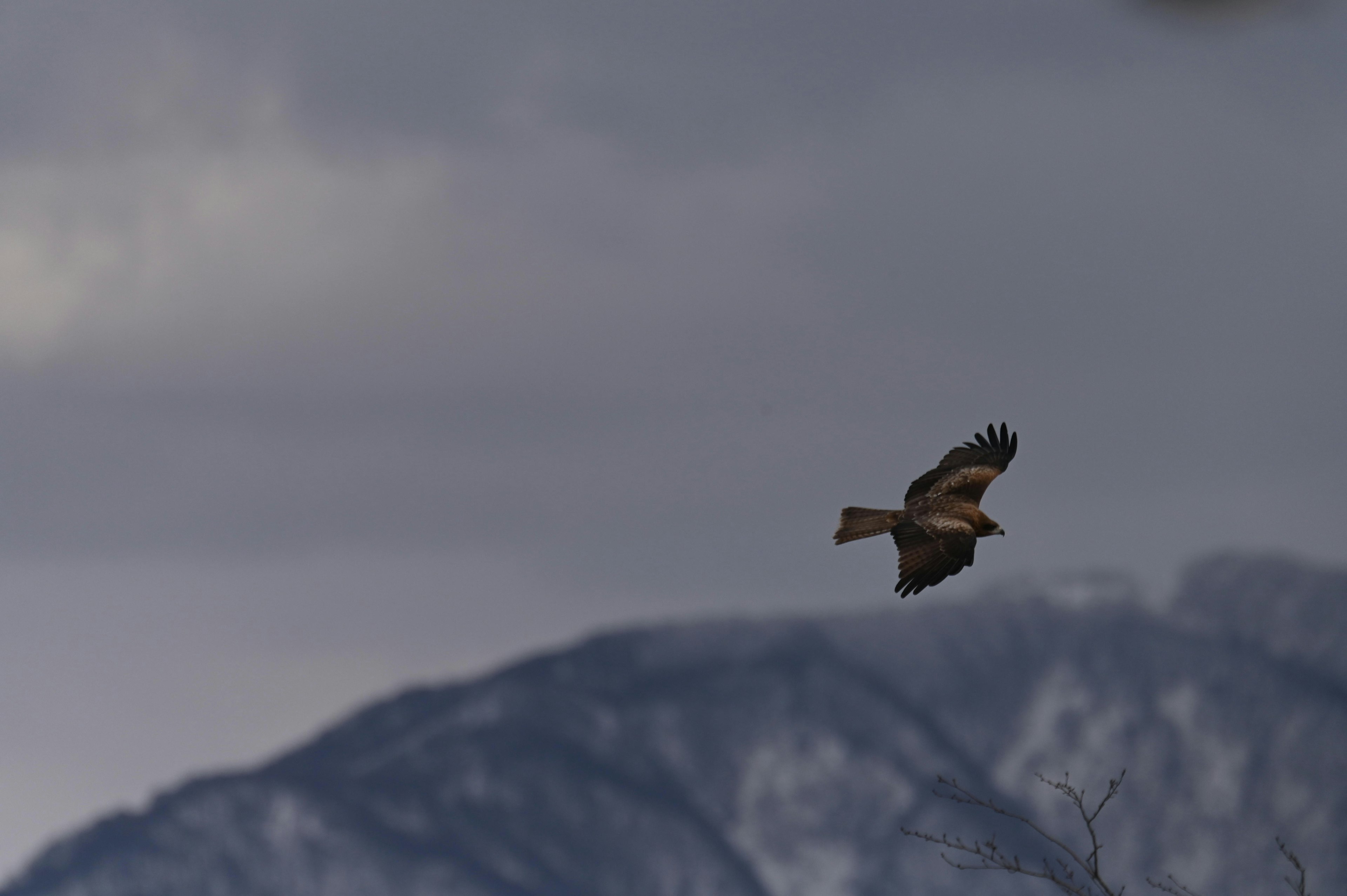 Faucon planant dans le ciel avec des montagnes enneigées en arrière-plan