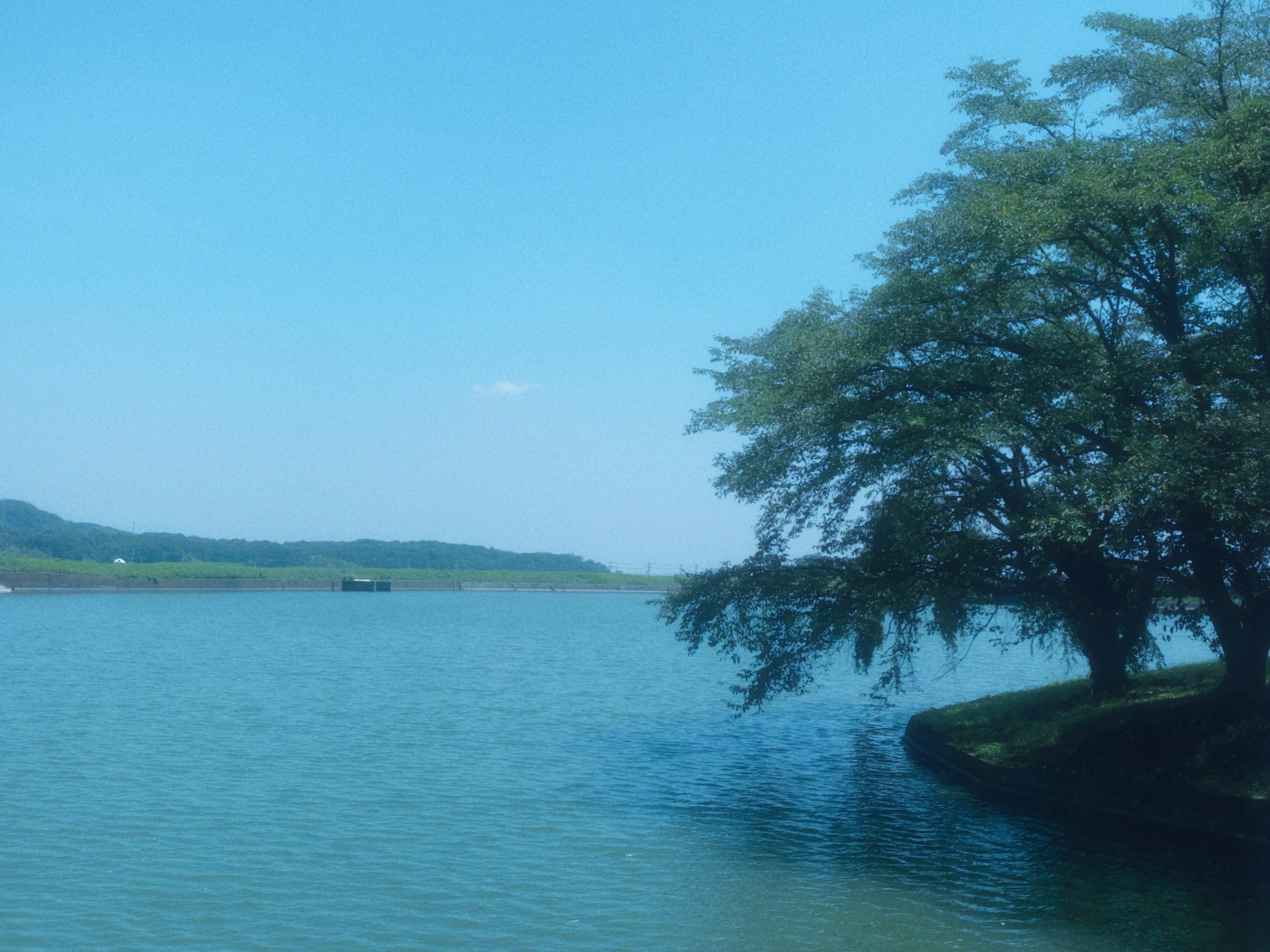 Vista serena del lago con cielo blu e un albero sulla riva