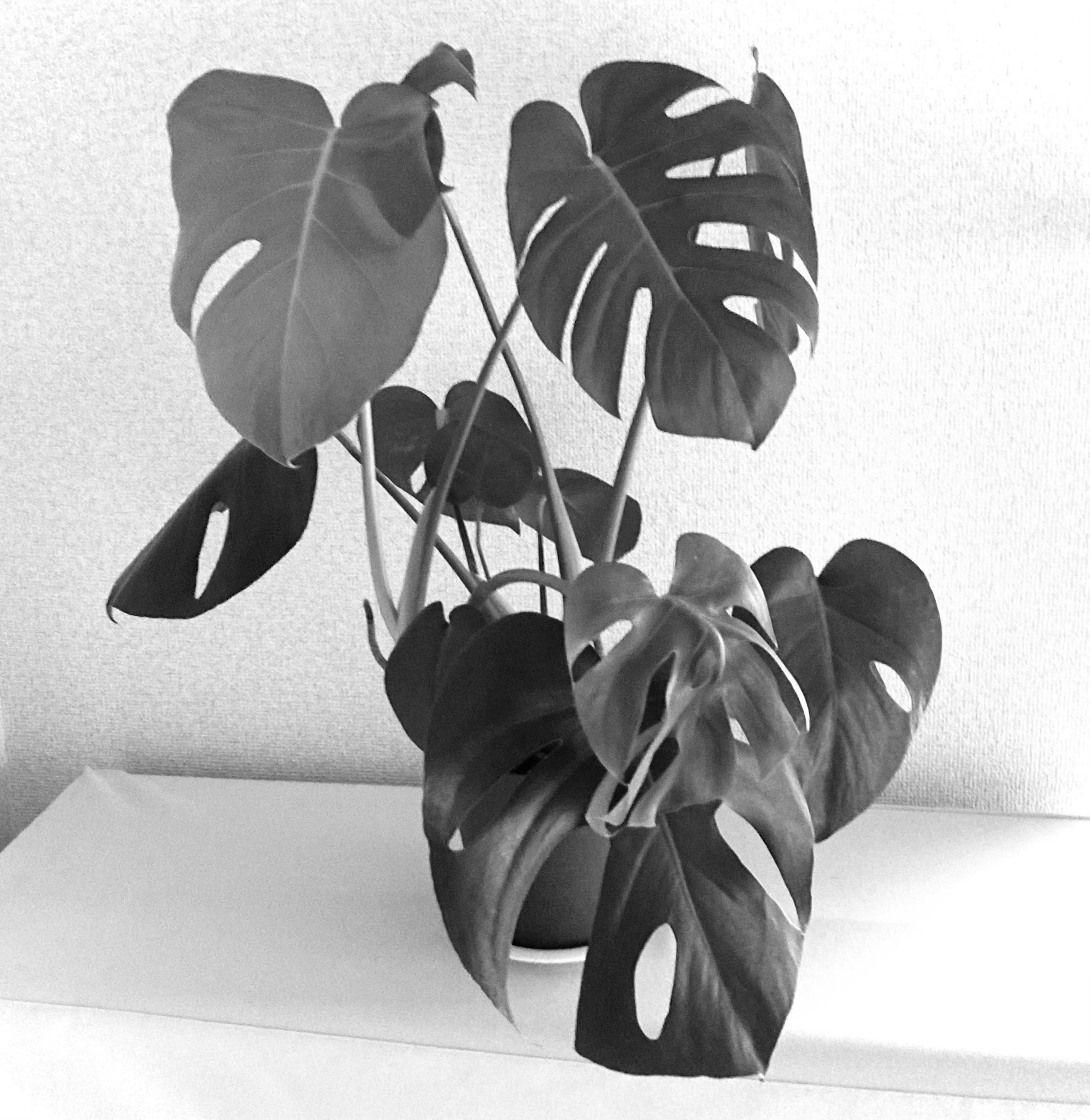 Monstera plant captured in black and white