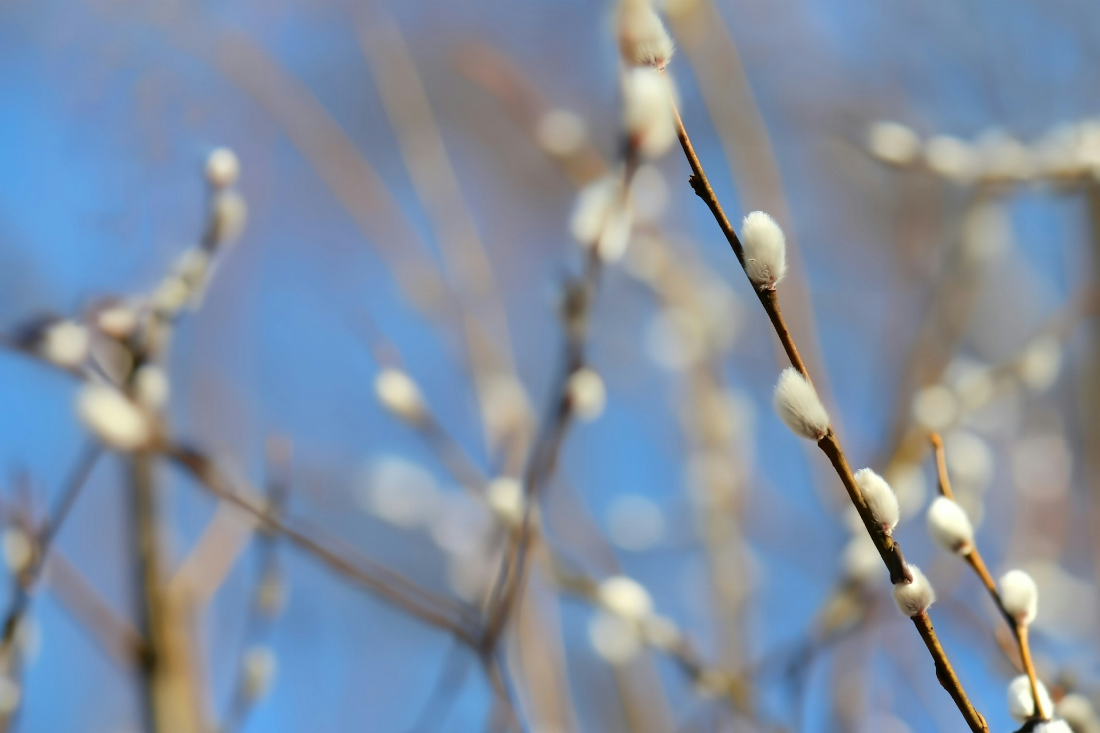 Ramas con brotes blancos contra un cielo azul