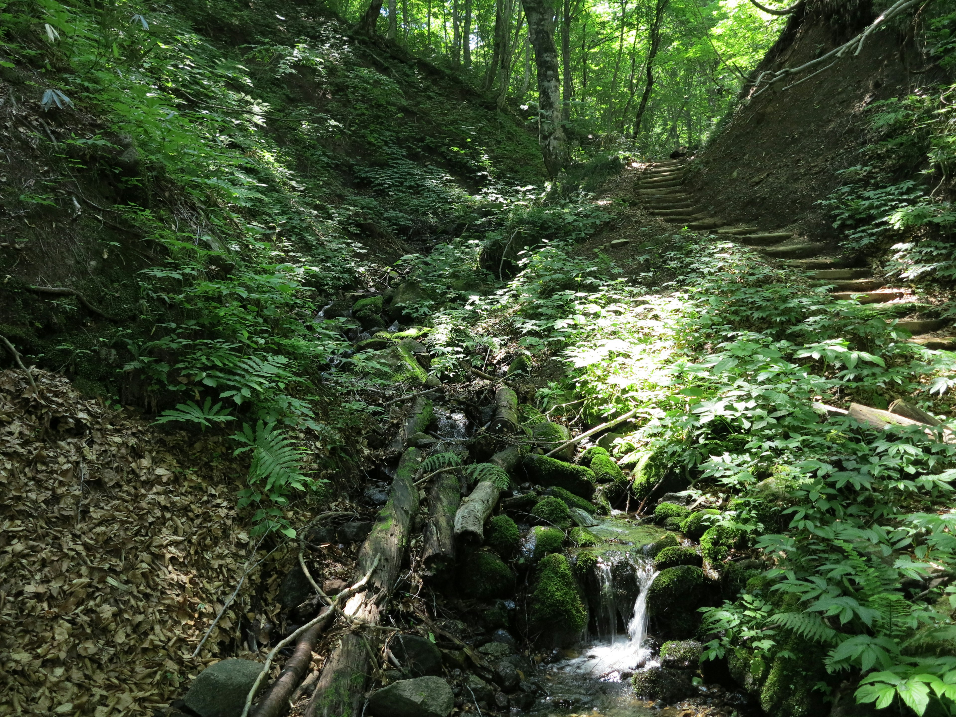 Un sentiero forestale rigoglioso con un ruscello che scorre su rocce muschiose