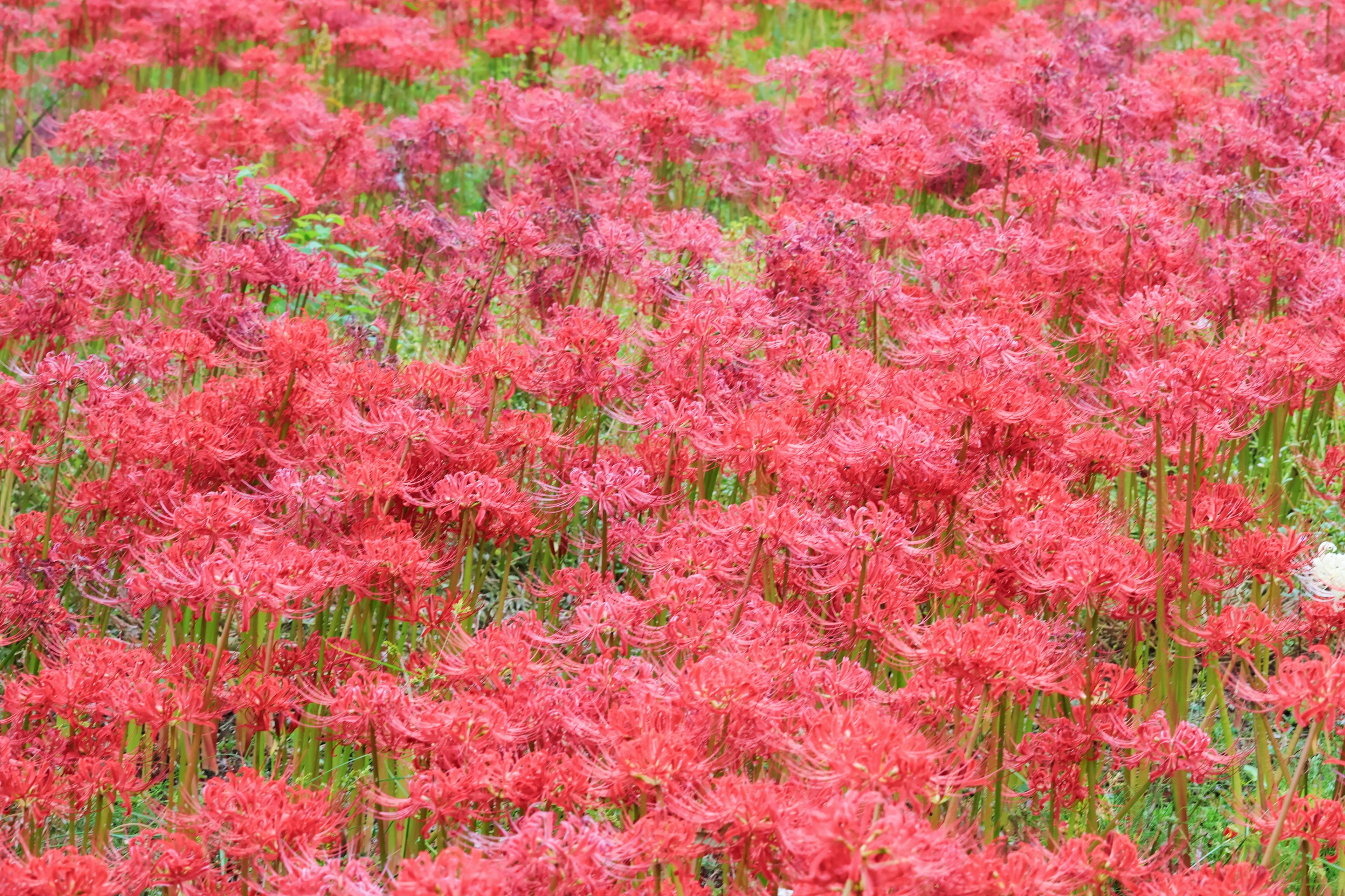 Feld mit leuchtend roten Blumen in voller Blüte