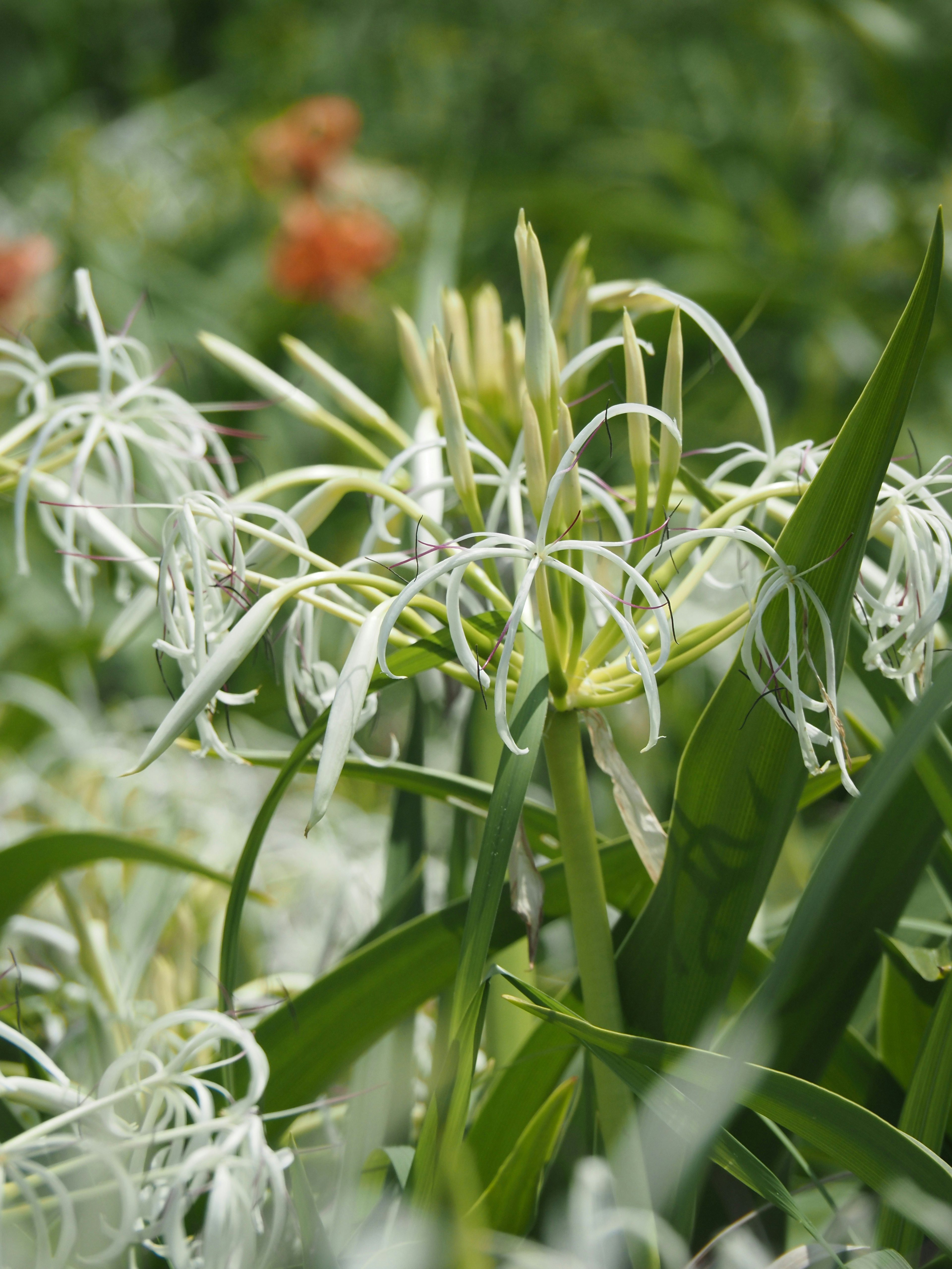 Massa di fiori bianchi con petali lunghi e a spirale circondati da foglie verdi