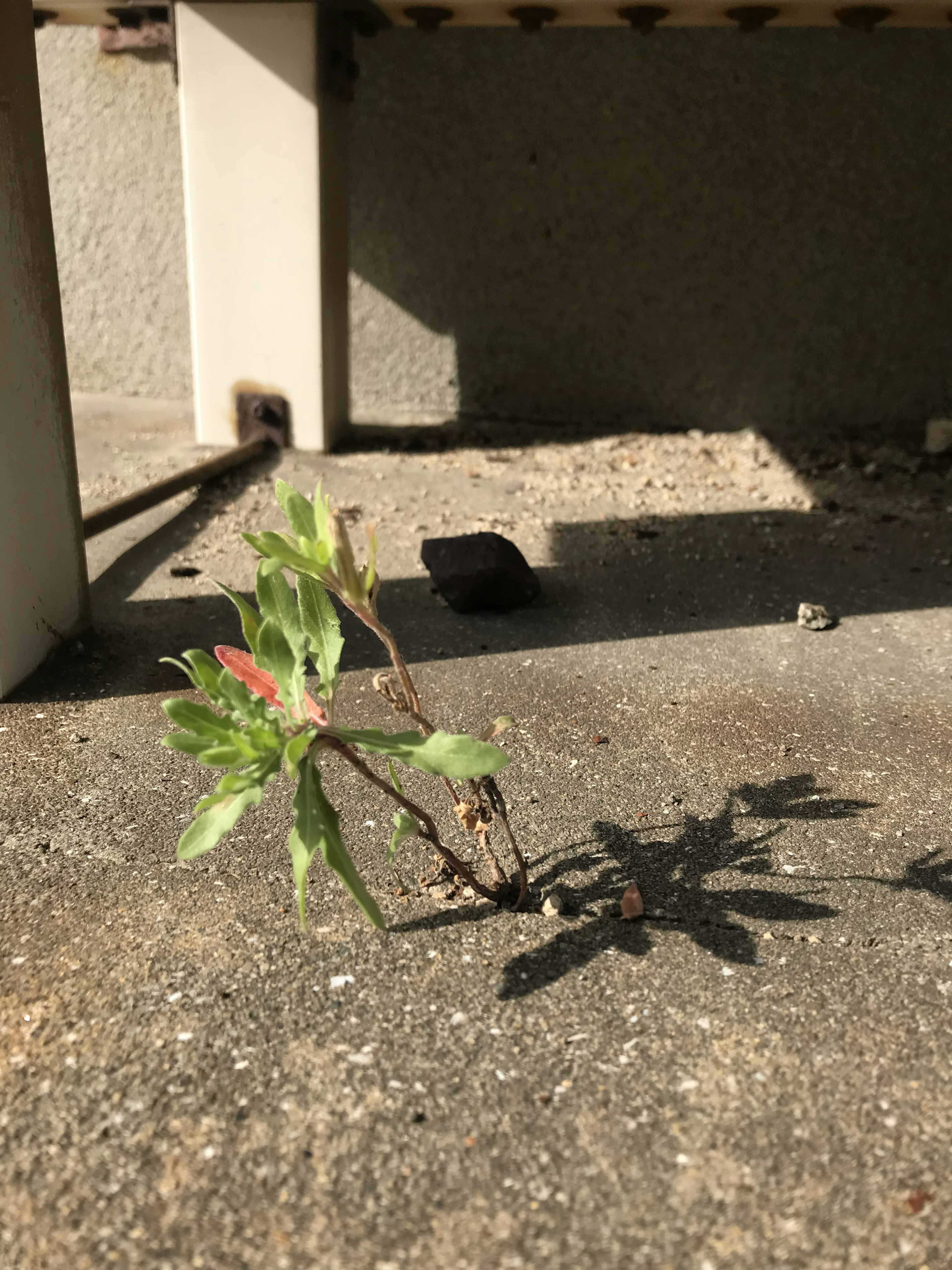 Small plant sprouting from a crack in concrete