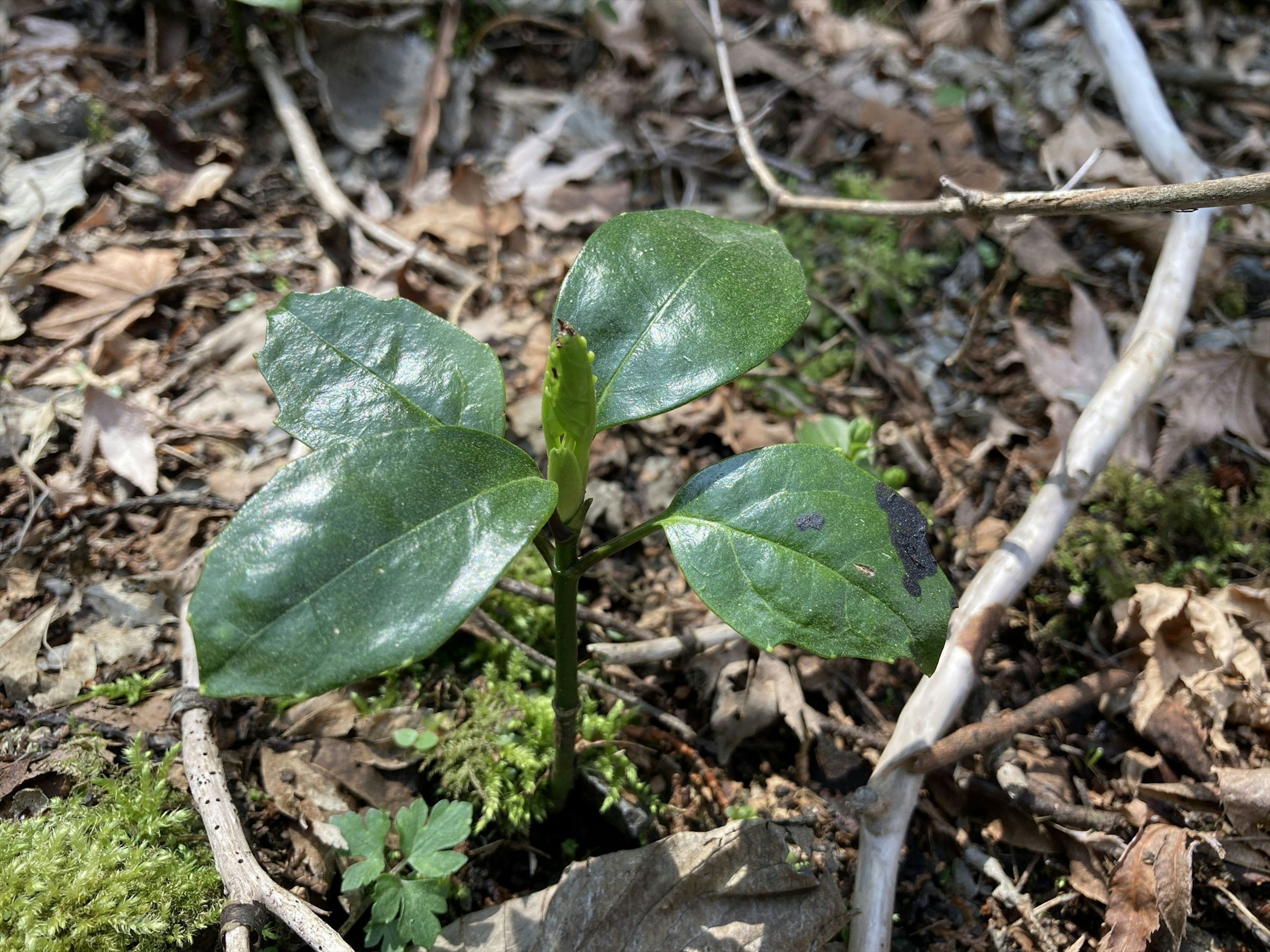 Tanaman kecil dengan daun hijau tumbuh di tanah