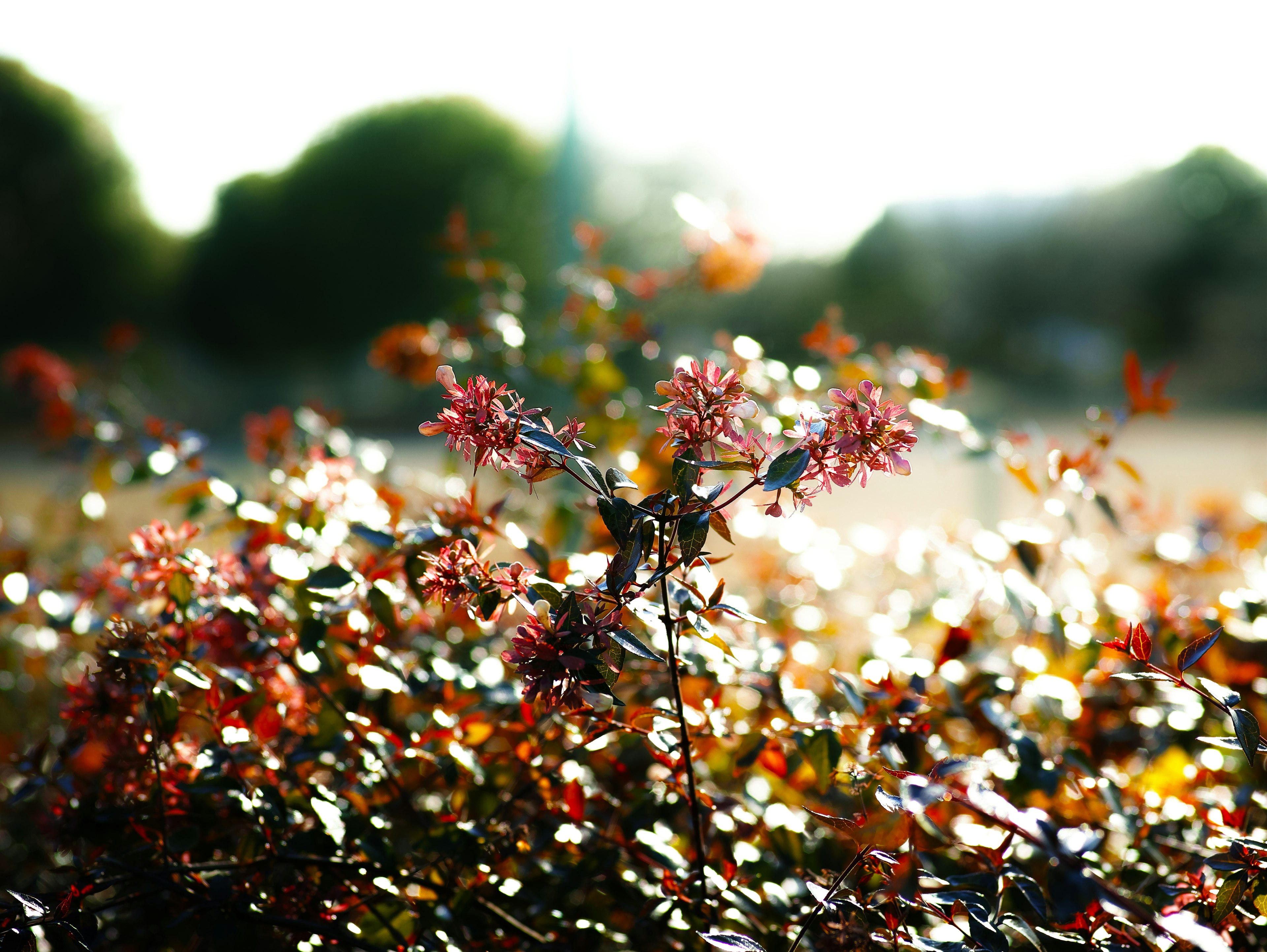 背景にぼんやりとした緑の木々と明るい光の中で、赤やピンクの小花が咲く植物