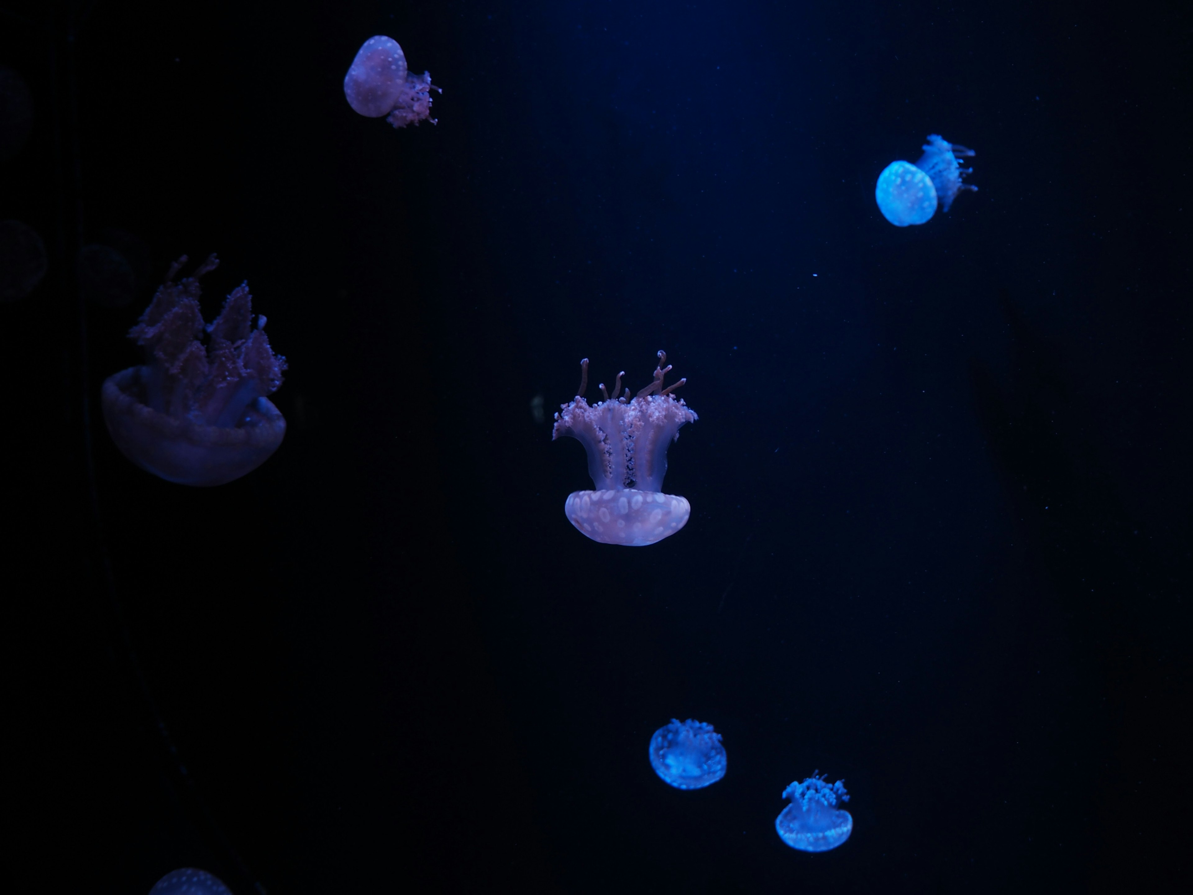 Eine Gruppe von Medusen, die in tiefblauem Wasser schwimmen