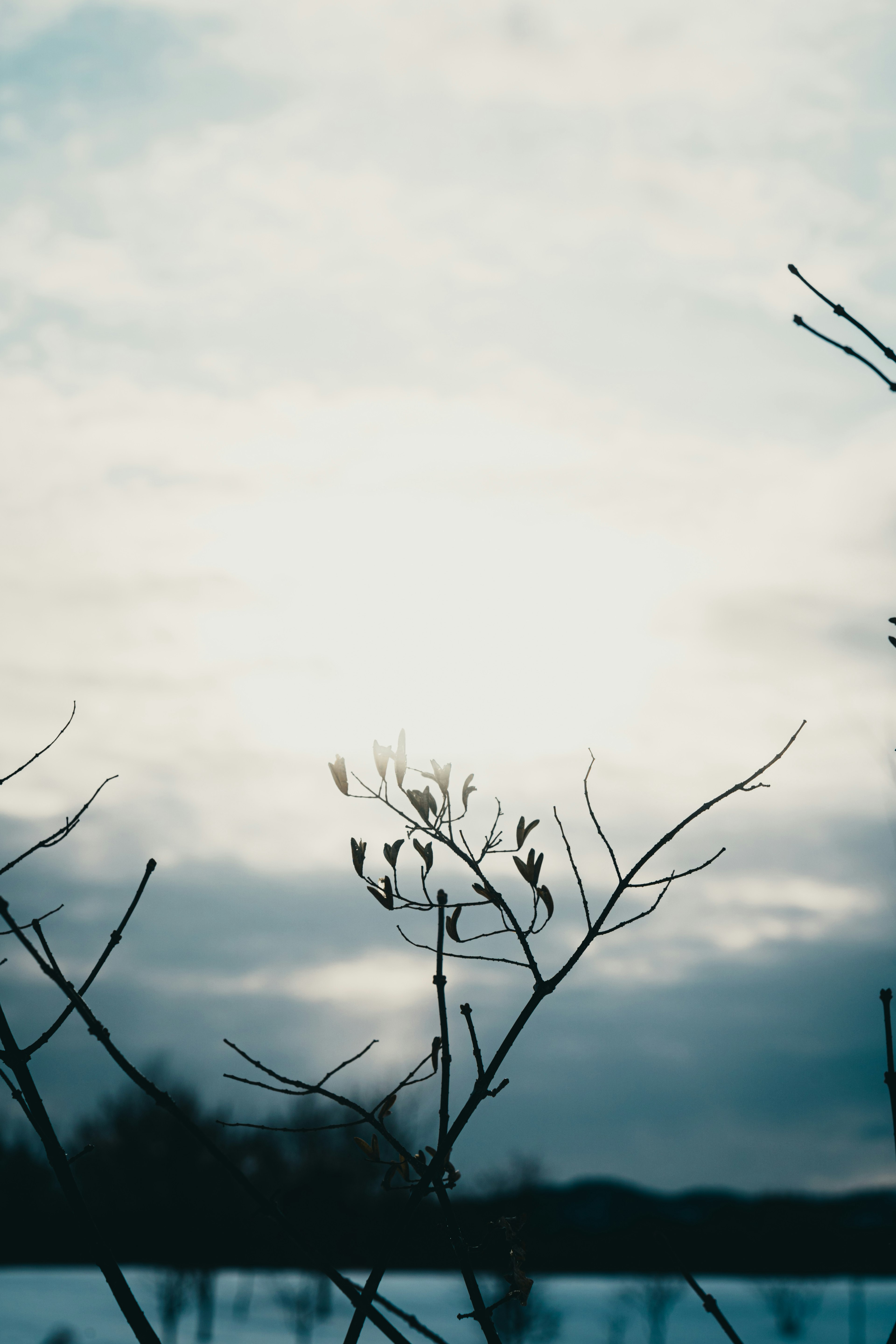 Silhouette von trockenen Zweigen vor einem Winterhimmel