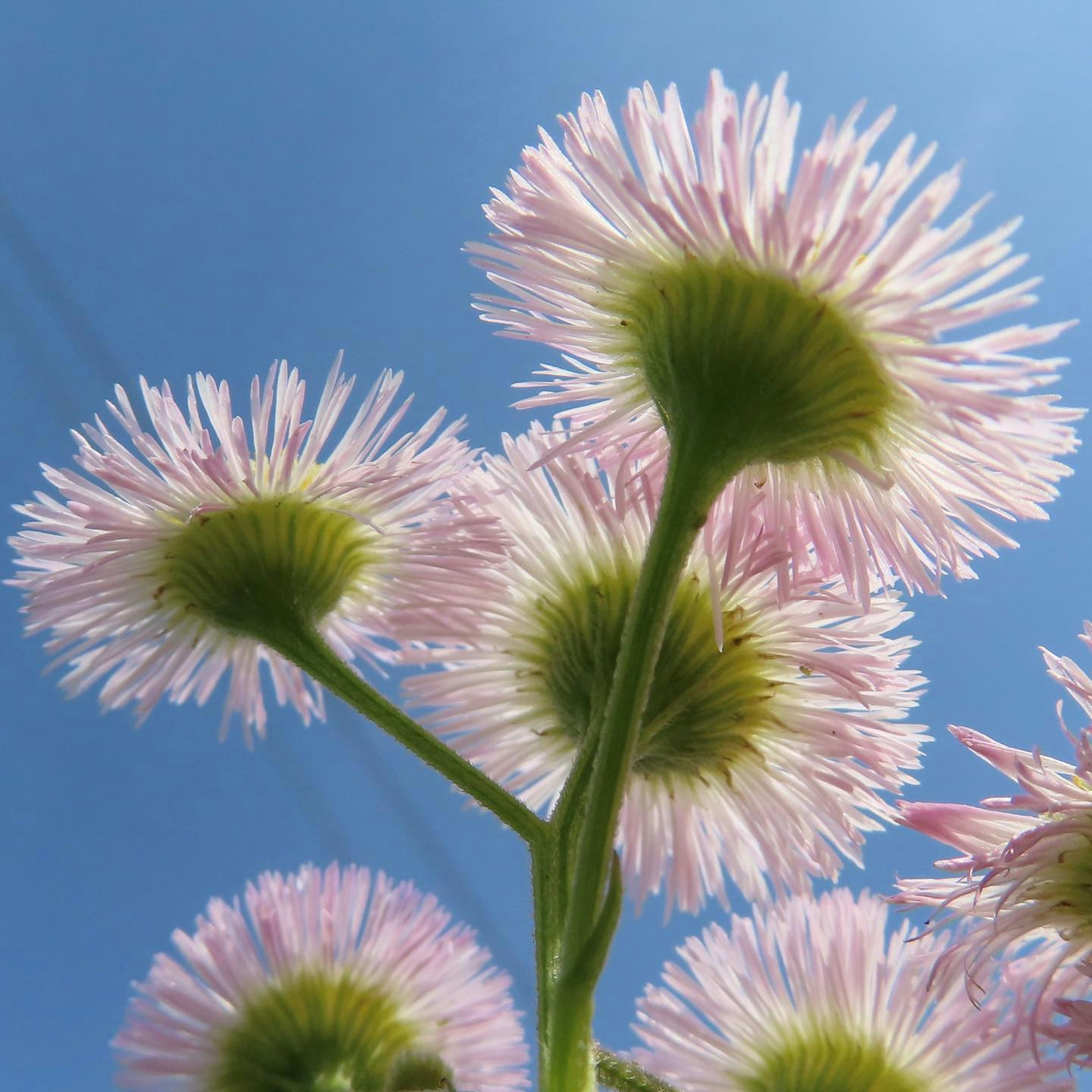 Grupo de flores rosas contra un cielo azul