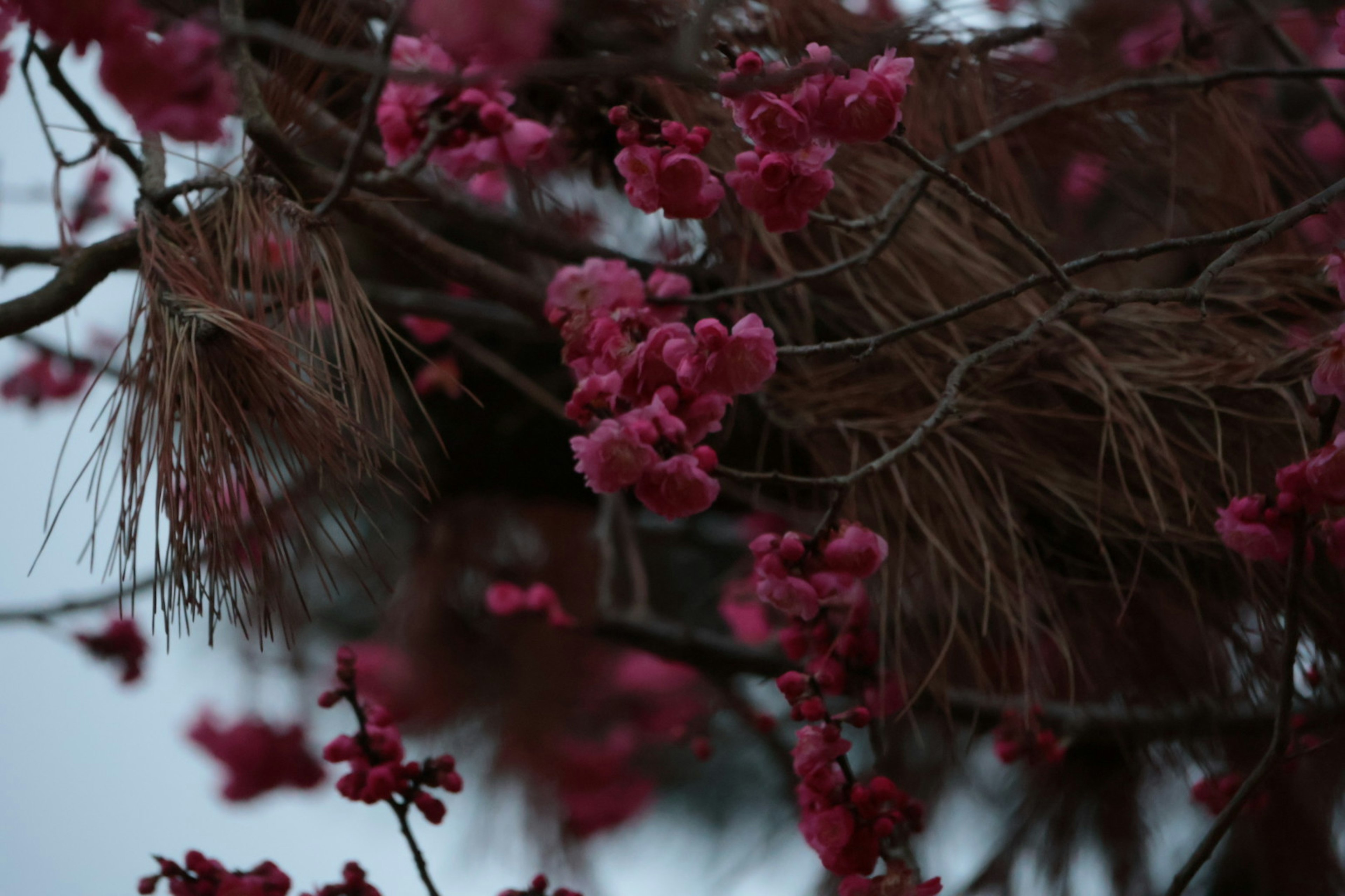 ピンクの花が咲く枝と背景の暗い色合い