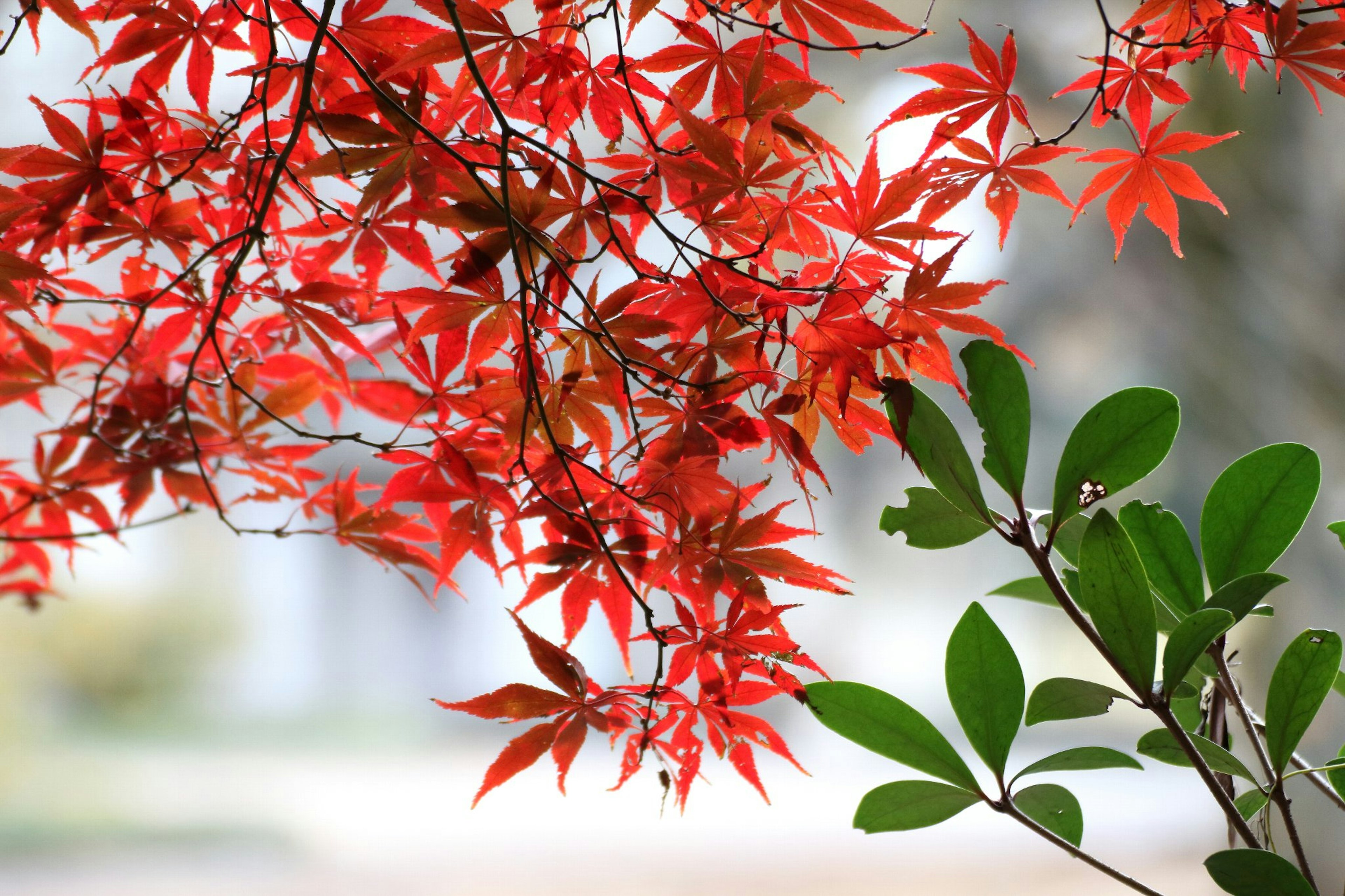 红色枫叶与绿色叶子并排，背景模糊