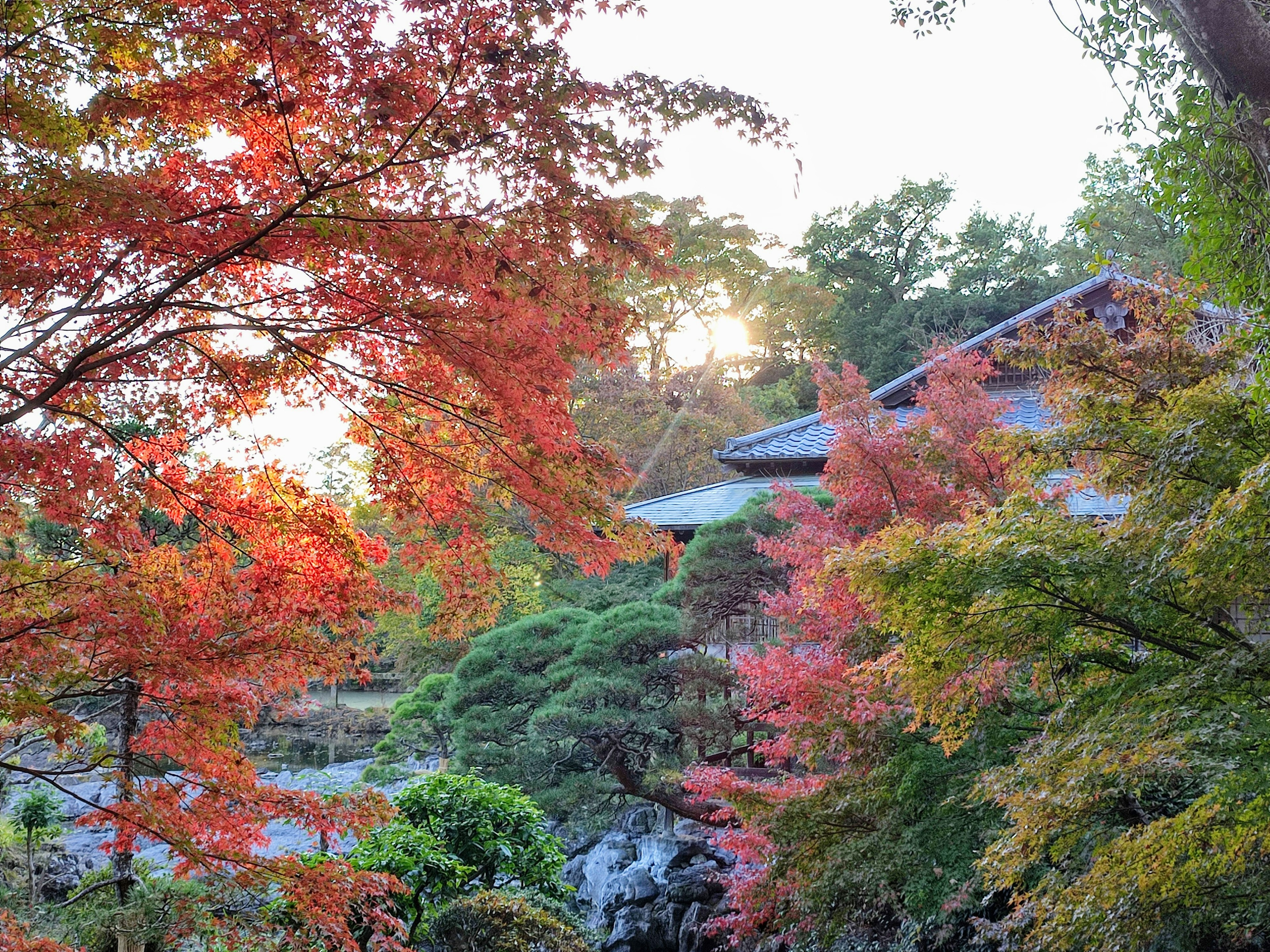 秋季樹葉，紅色和橙色鮮豔的葉子，在寧靜的日本花園中，夕陽西下