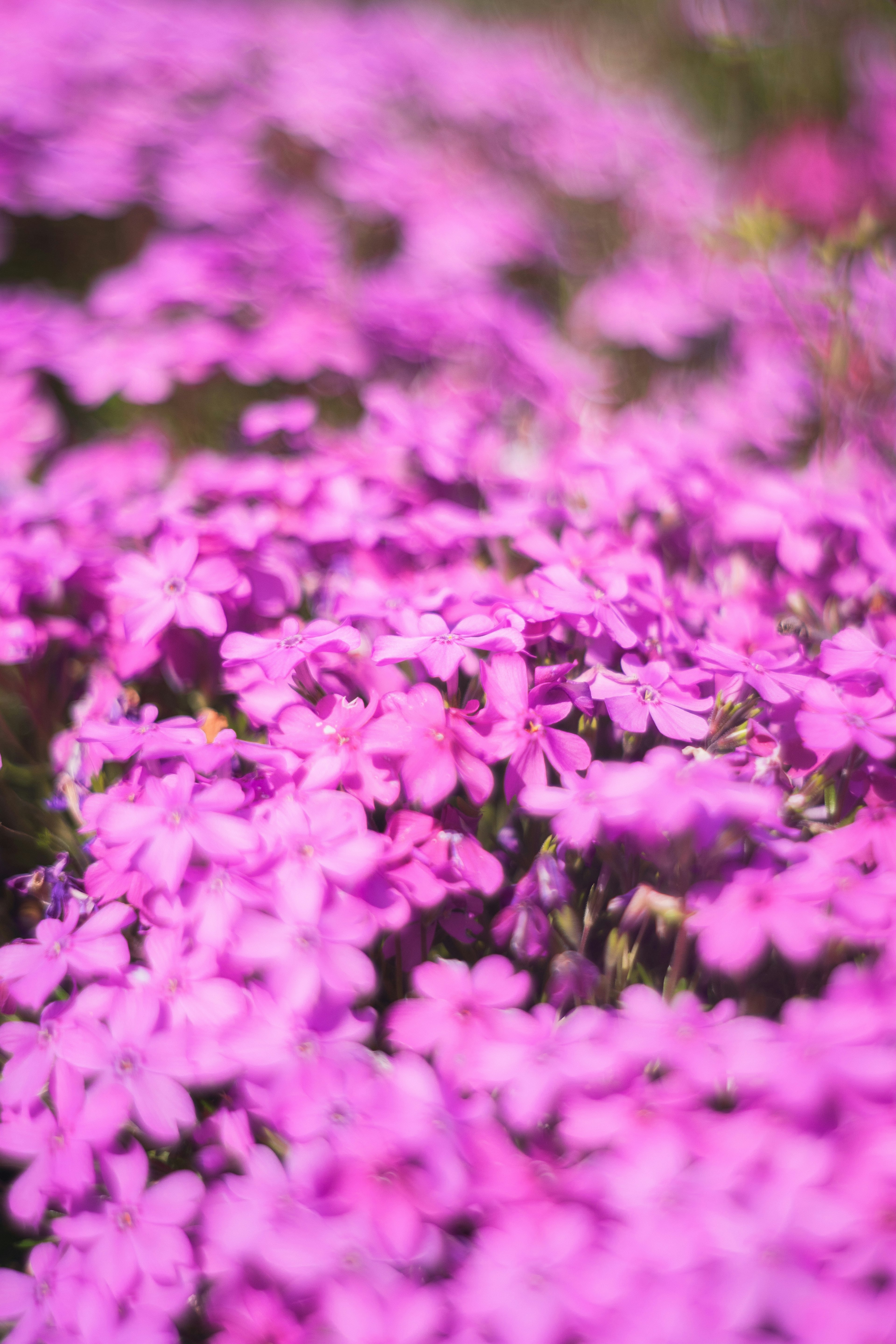 鮮やかな紫色の花が群生している風景