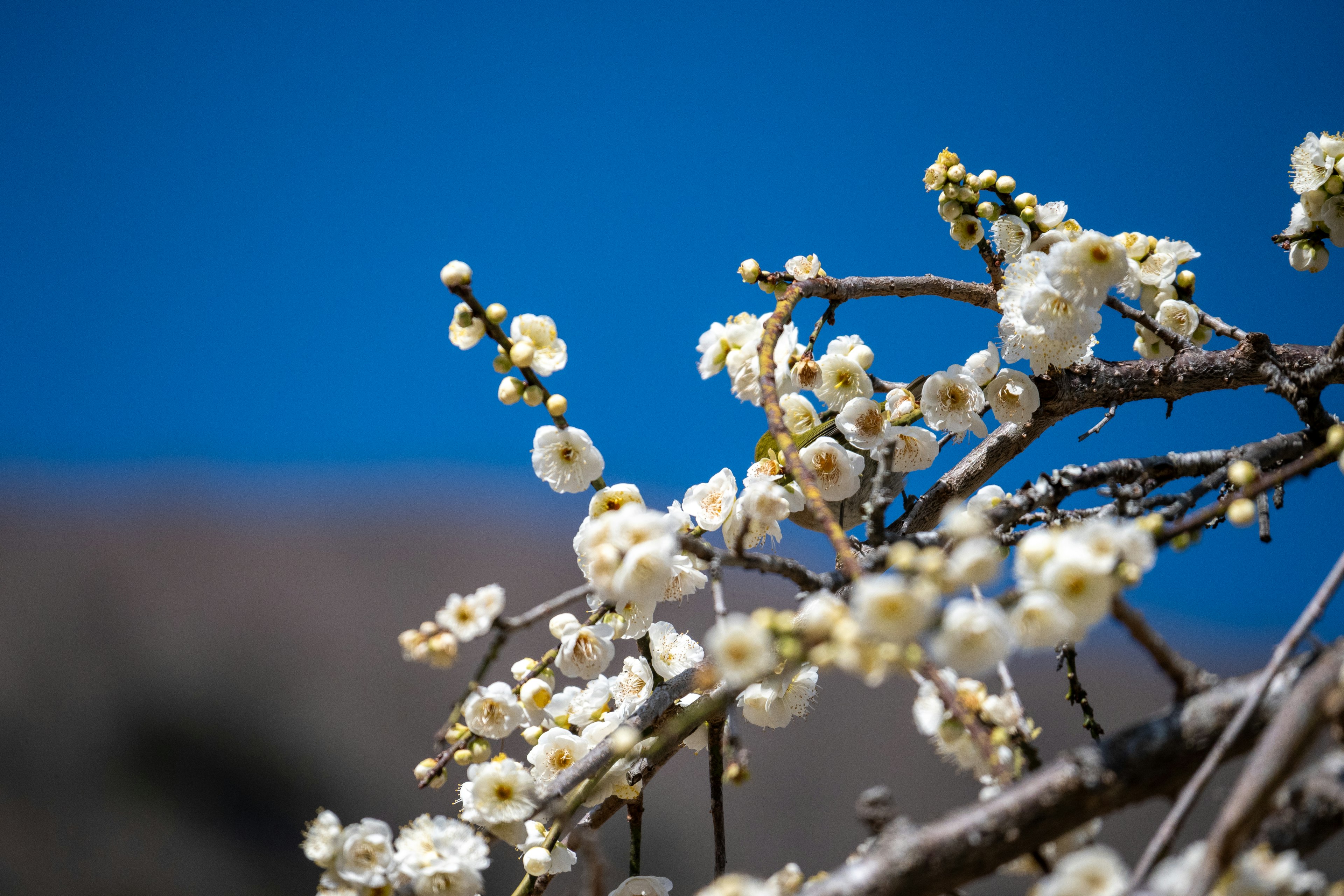 青空を背景にした白い花が咲く枝