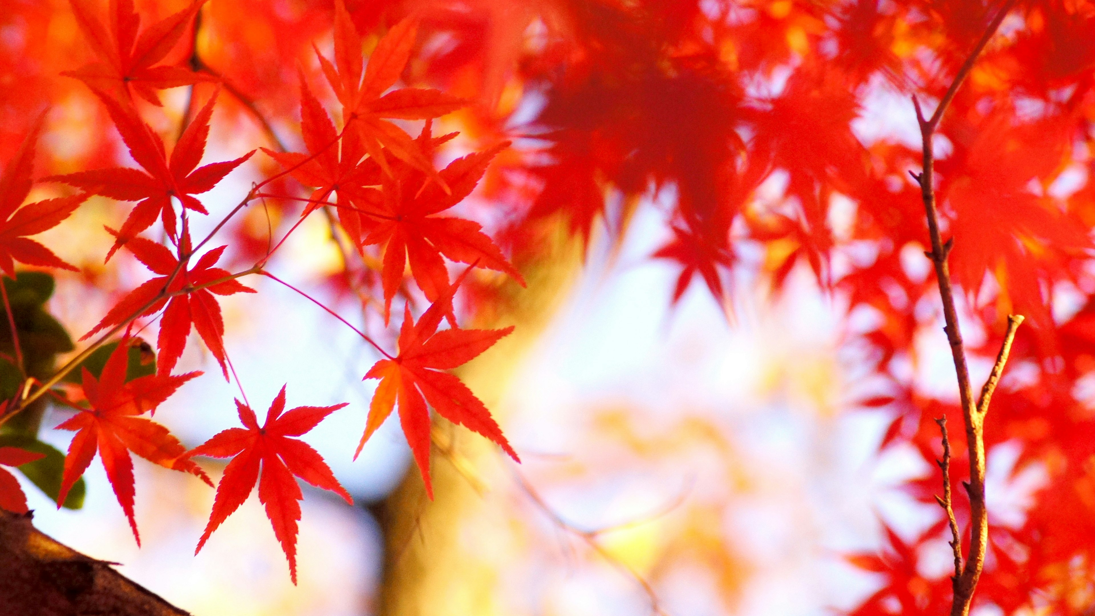 Vibrant red maple leaves against a blurred background in autumn