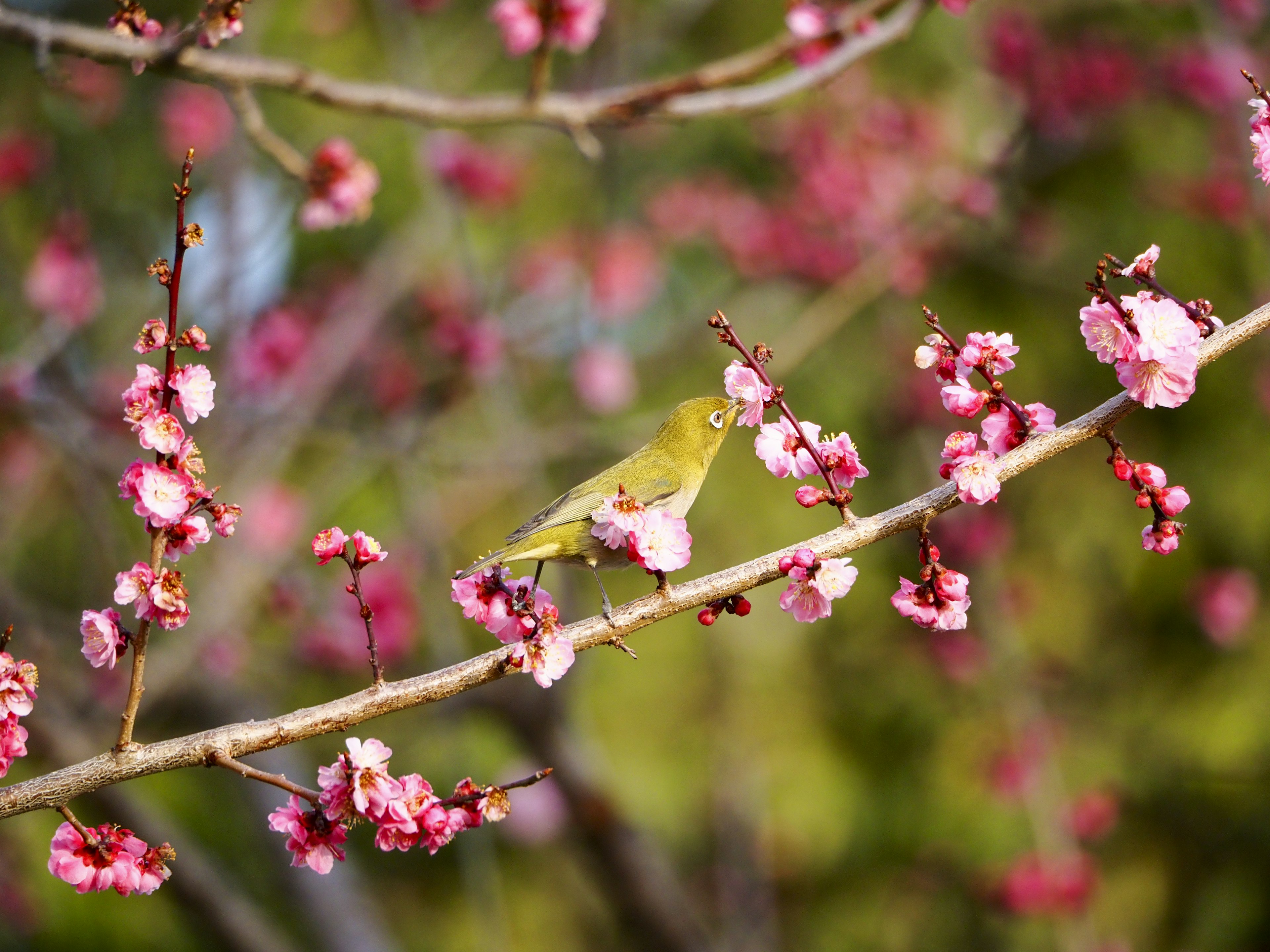 Un petit oiseau perché sur une branche de cerisier en fleurs