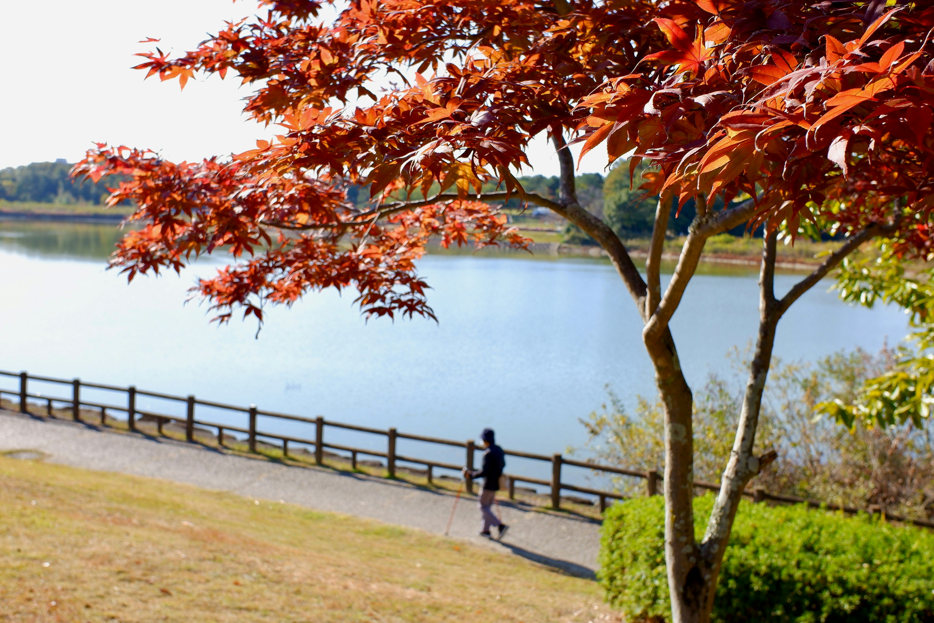 Una persona caminando junto a un lago bajo un árbol con hojas rojas