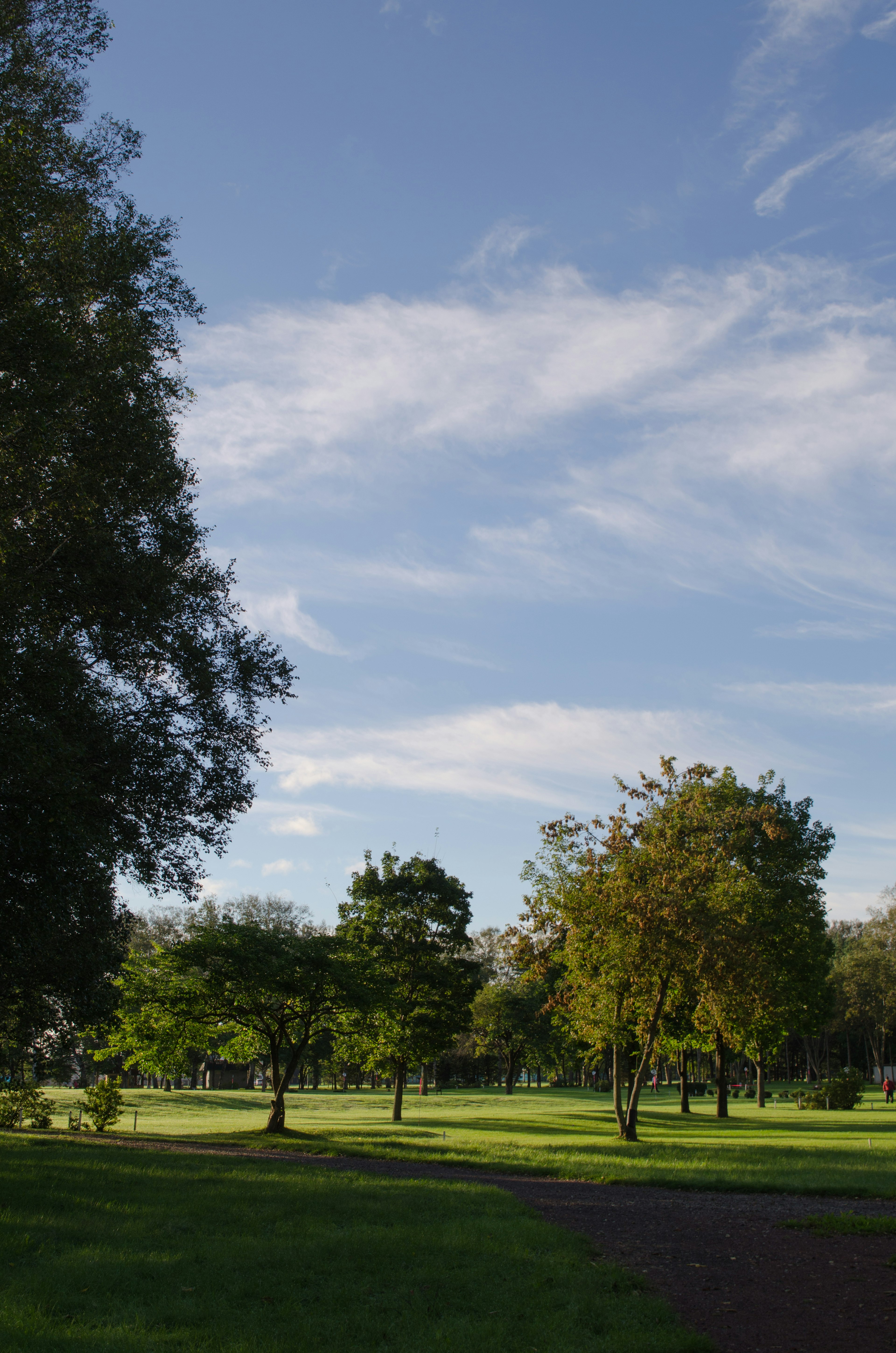 藍天之下的公園景觀 綠色樹木和草坪