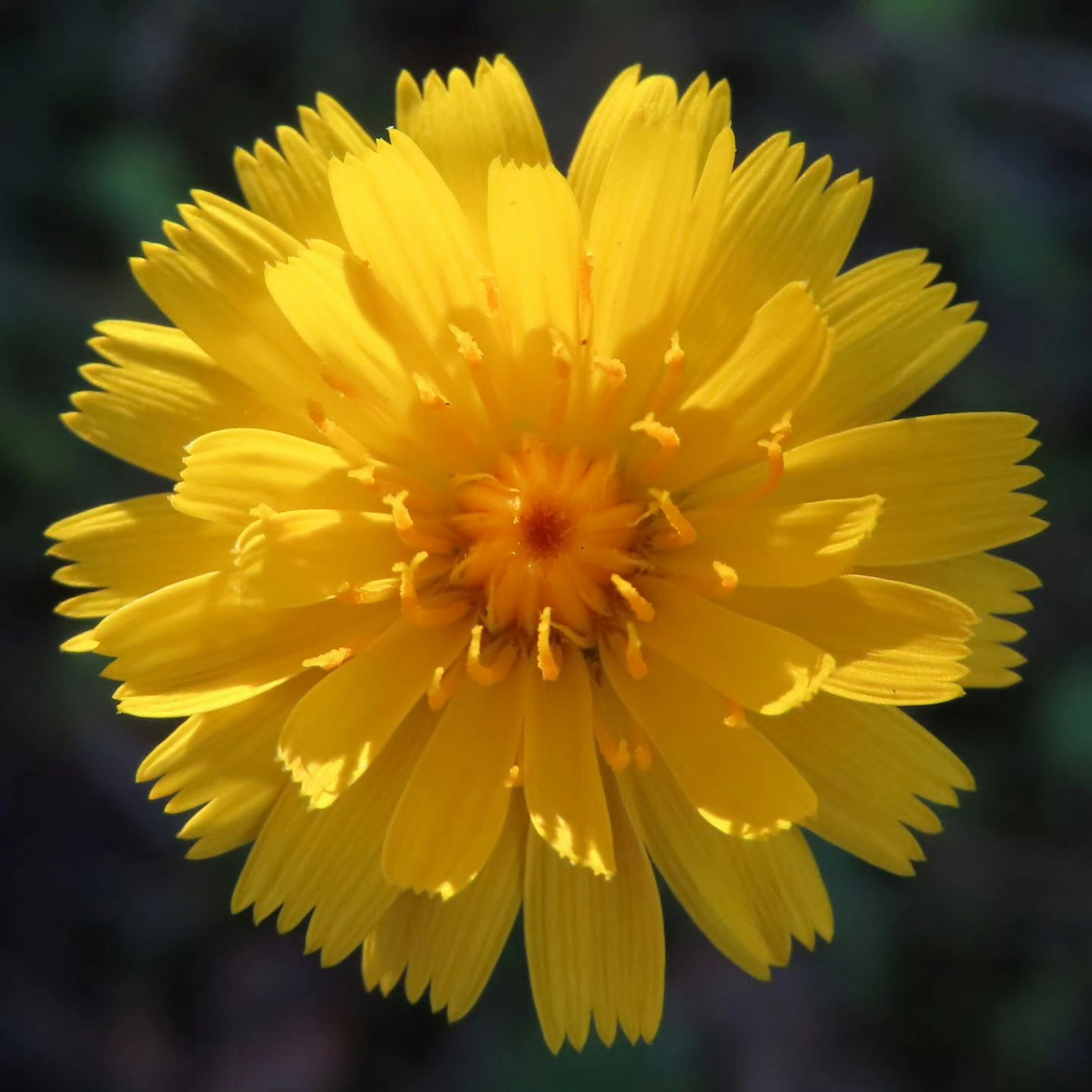 Close-up of a vibrant yellow flower with an orange center