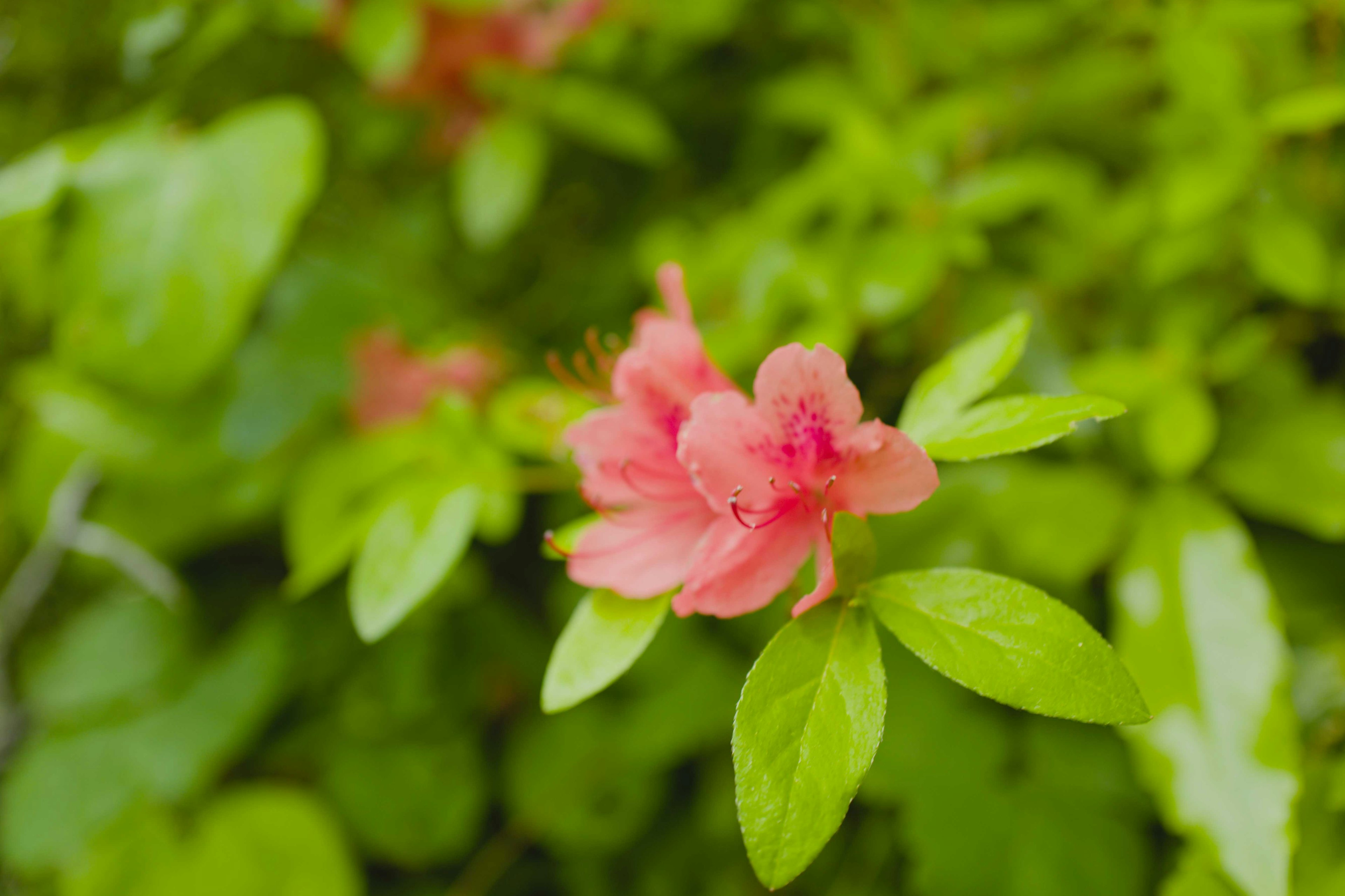 Pink flower blooming among lush green leaves