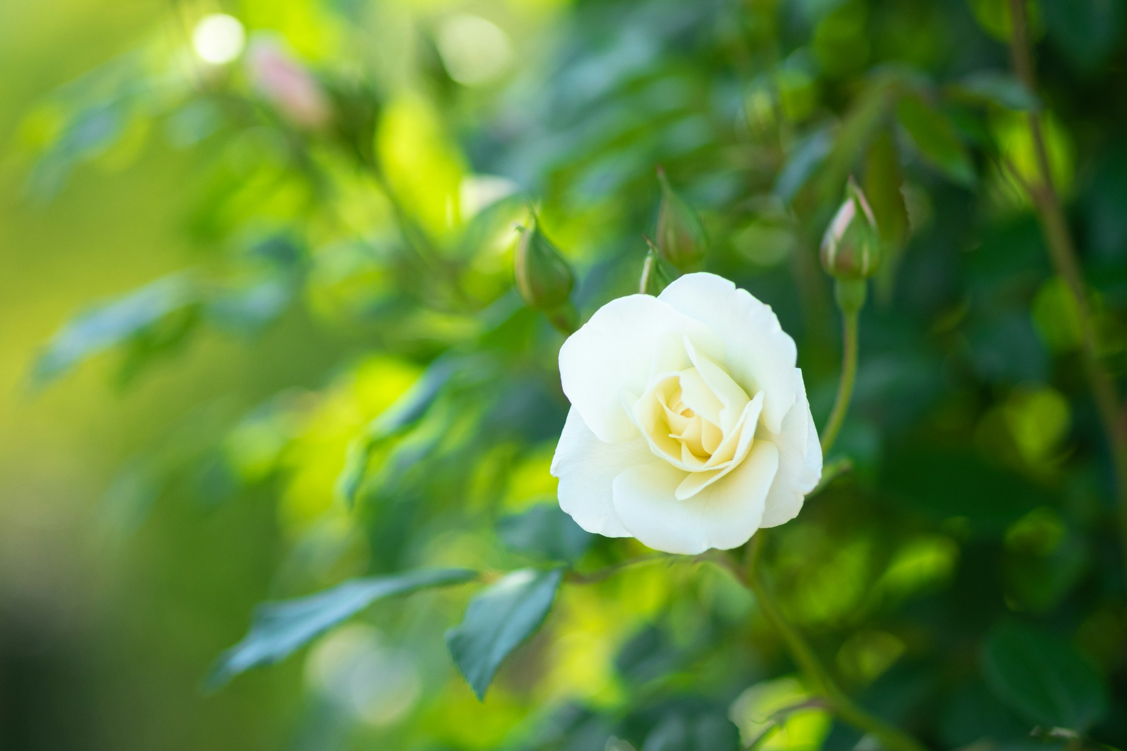 A white rose blooming surrounded by green leaves