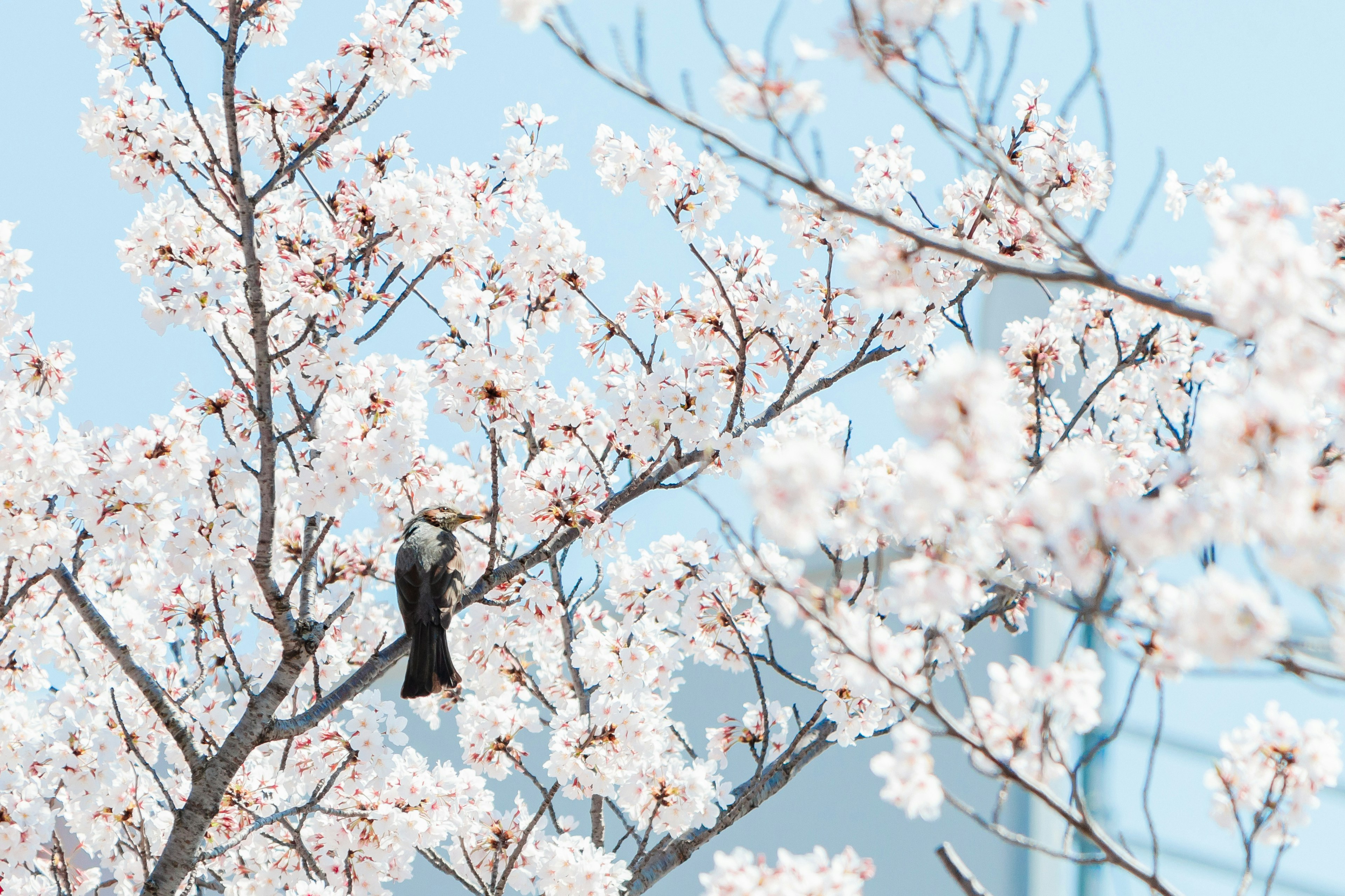 Foto indah seekor burung di antara bunga sakura