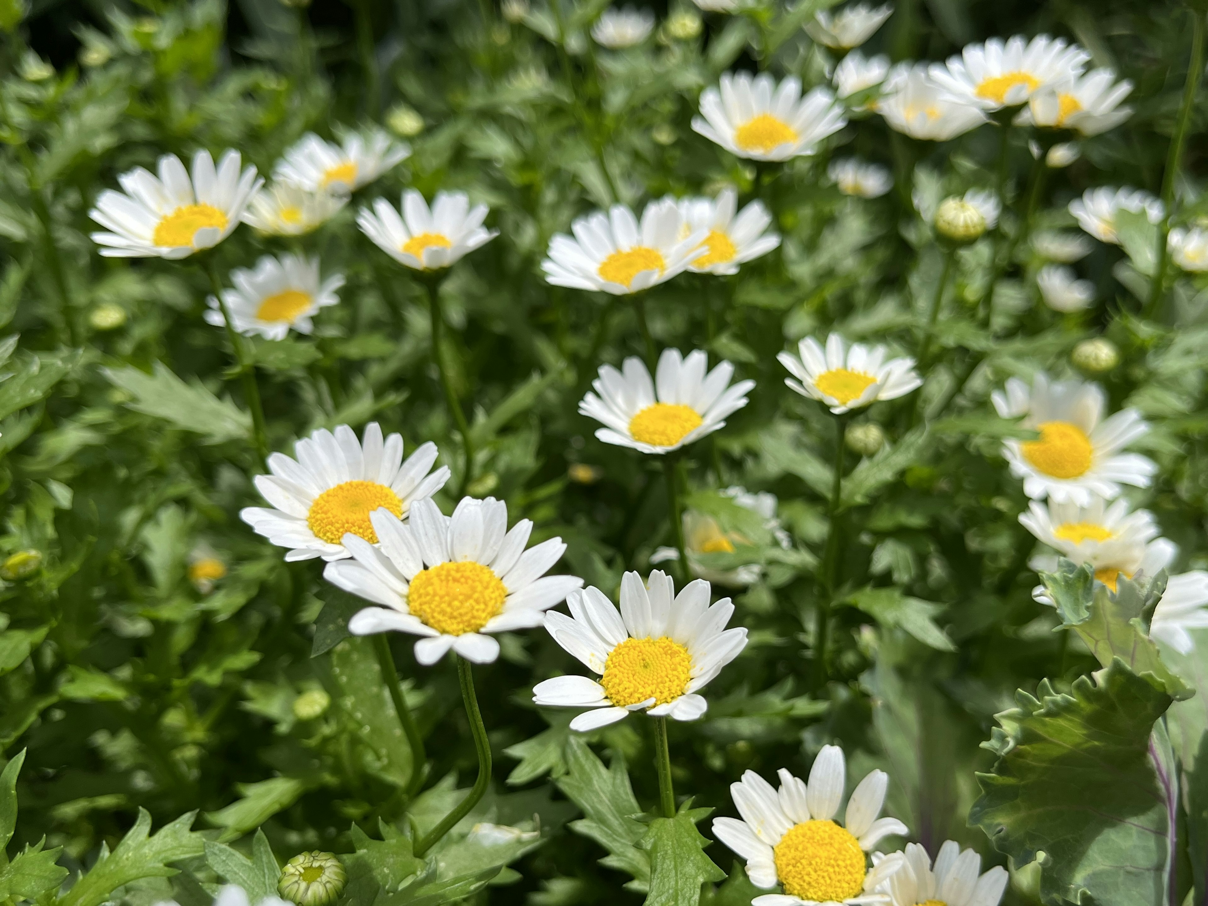 Un champ de petites fleurs blanches avec des centres jaunes entourées de feuilles vertes