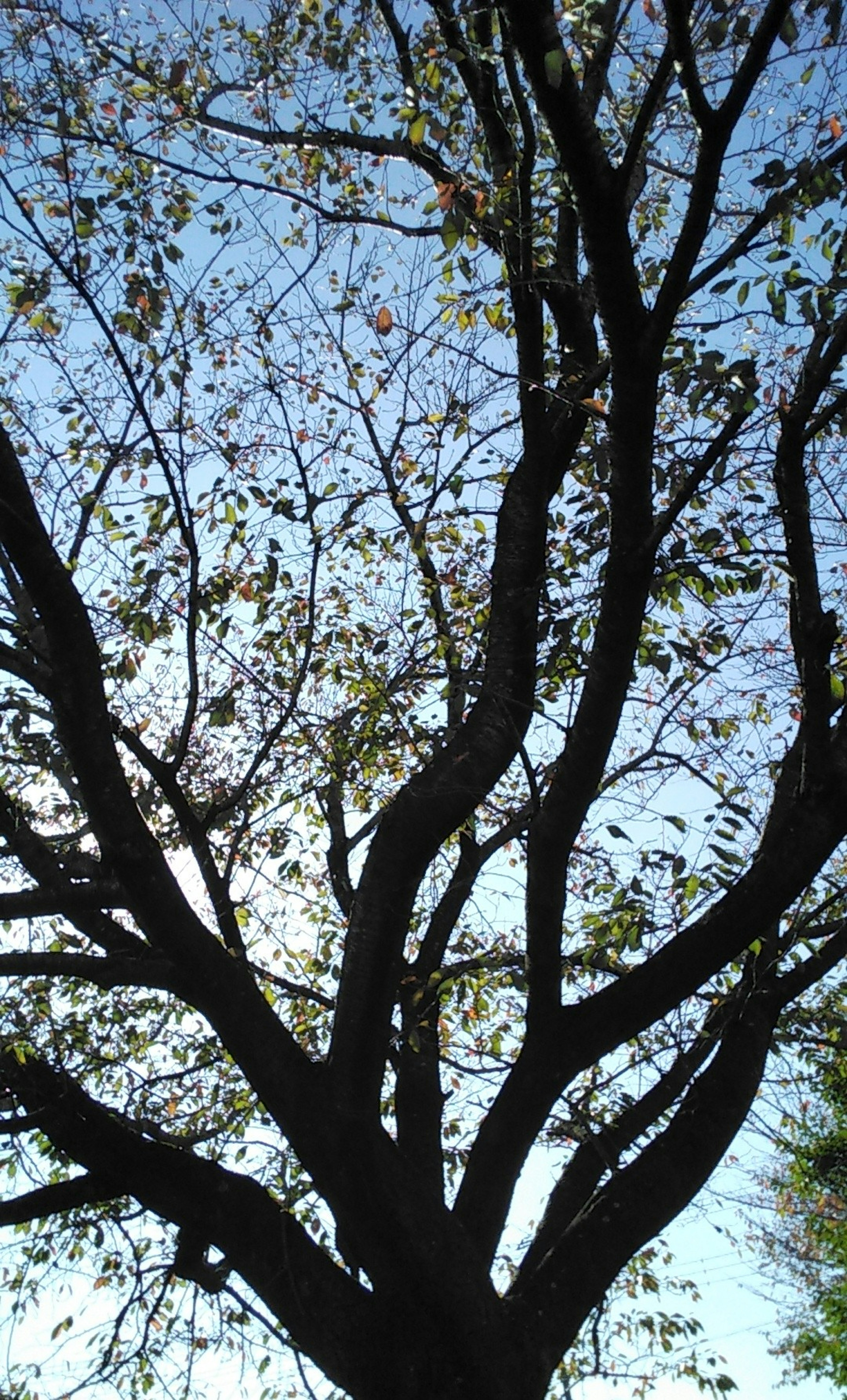 Silhouette eines Baumes mit vielen Ästen vor einem blauen Himmel