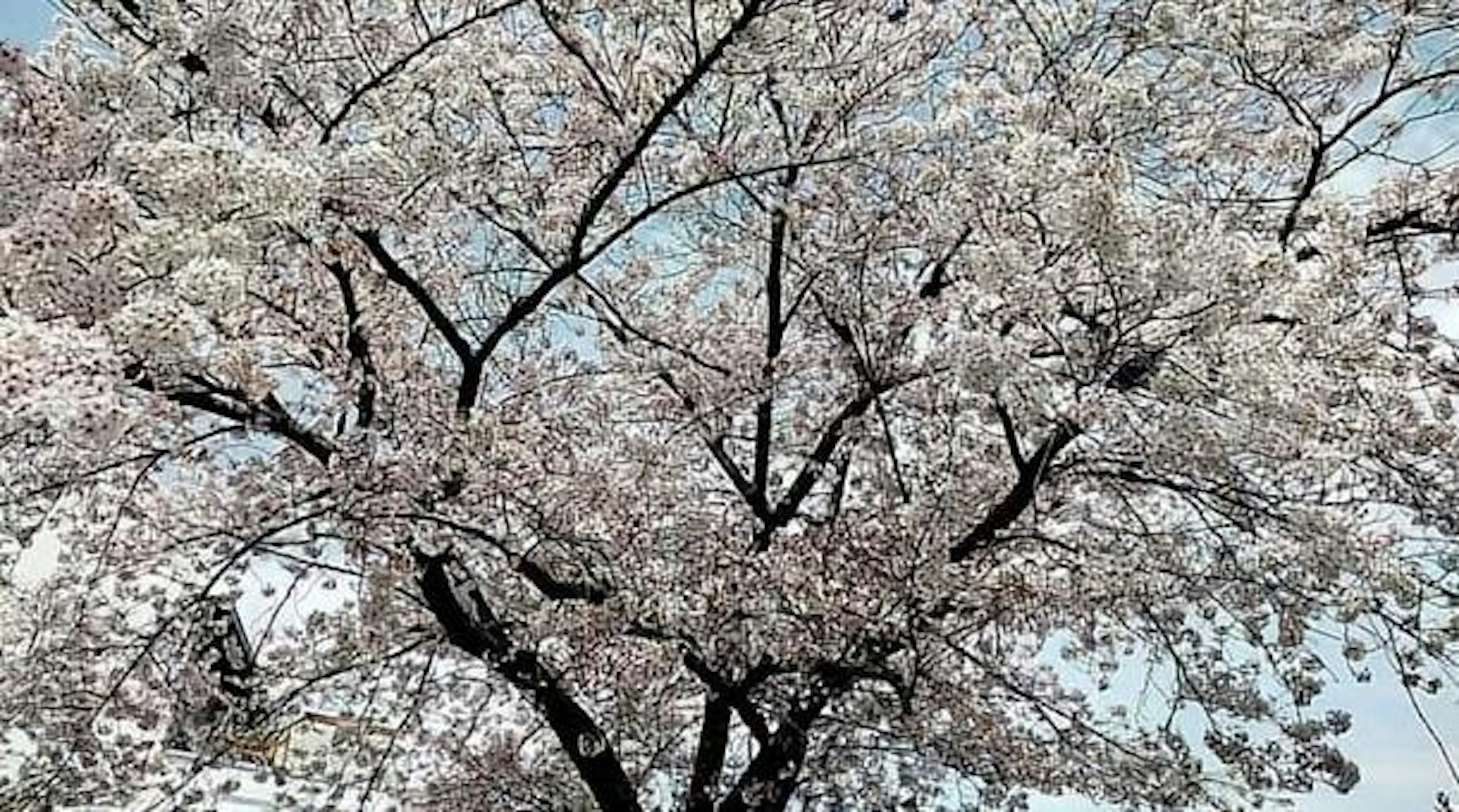 満開の桜の木が青空の下で咲いている